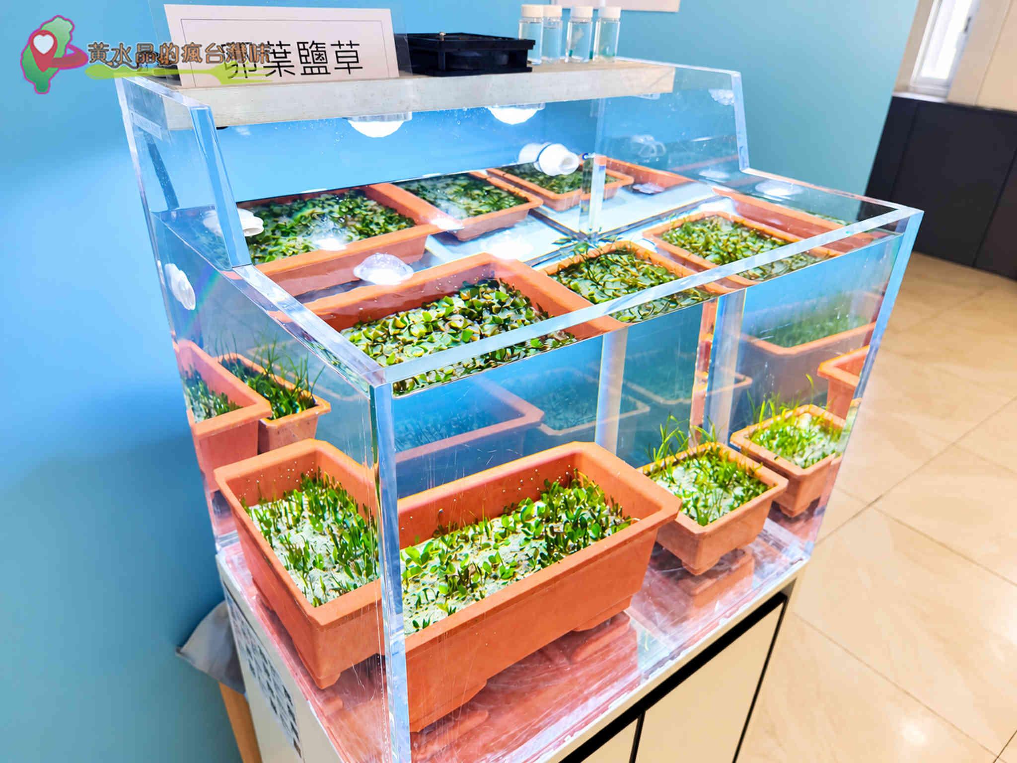 澎湖縣水產種苗繁殖場|水生植物復育 澎湖縣水產種苗繁殖場|水生植物復育
