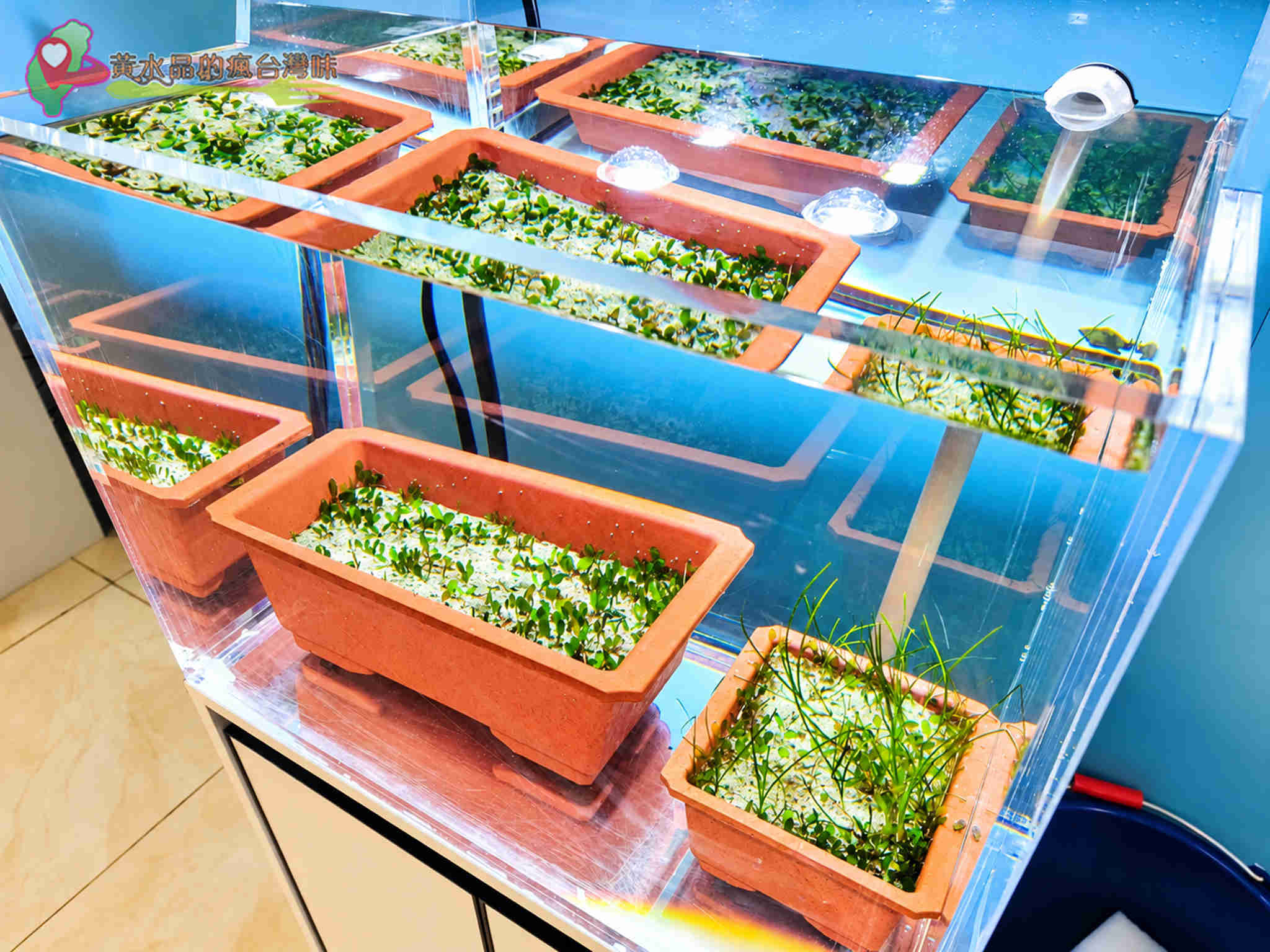 澎湖縣水產種苗繁殖場|水生植物復育 澎湖縣水產種苗繁殖場|水生植物復育