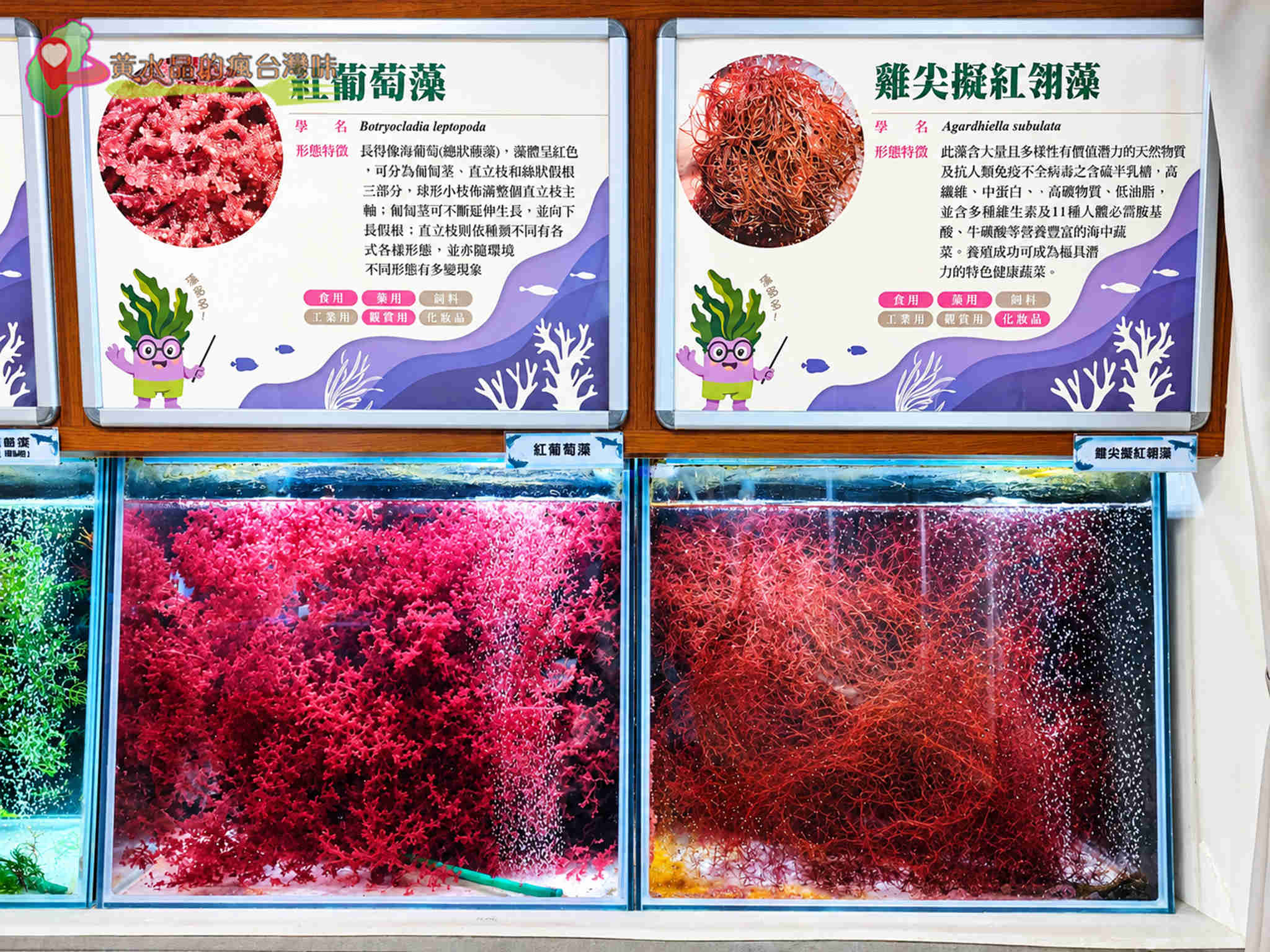 澎湖縣水產種苗繁殖場|水生植物復育 澎湖縣水產種苗繁殖場|水生植物復育