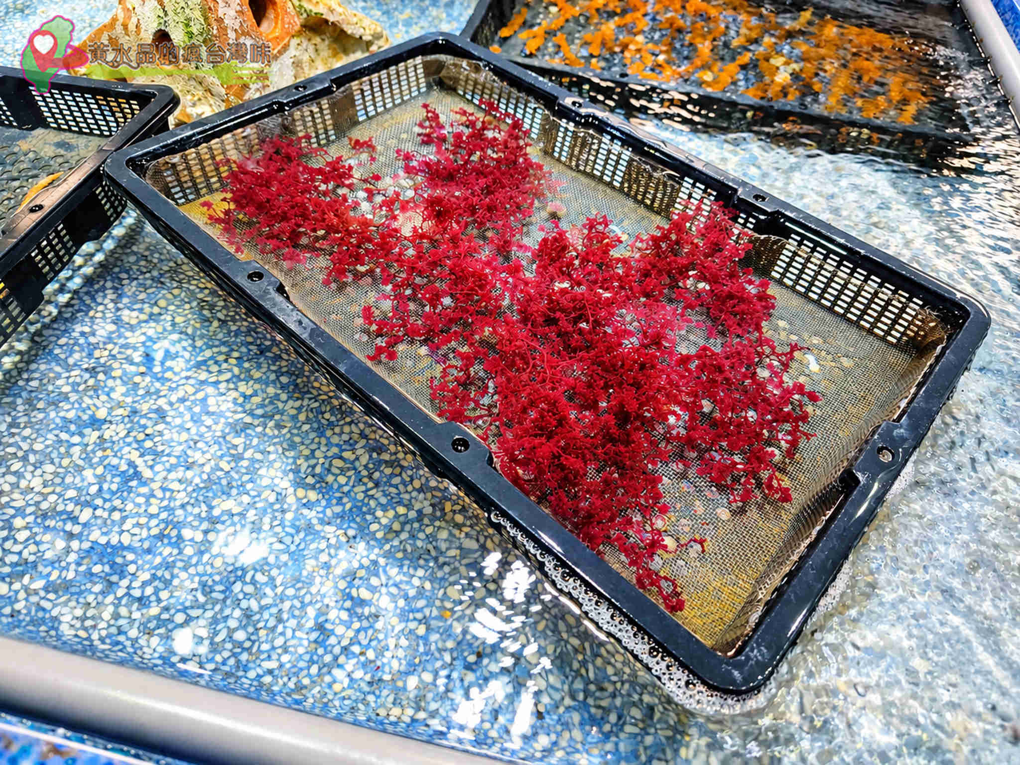 澎湖縣水產種苗繁殖場|水生植物復育 澎湖縣水產種苗繁殖場|水生植物復育