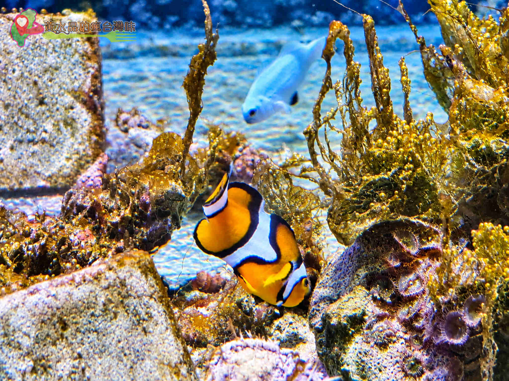 澎湖縣水產種苗繁殖場|迷你版水族館 澎湖縣水產種苗繁殖場|迷你版水族館