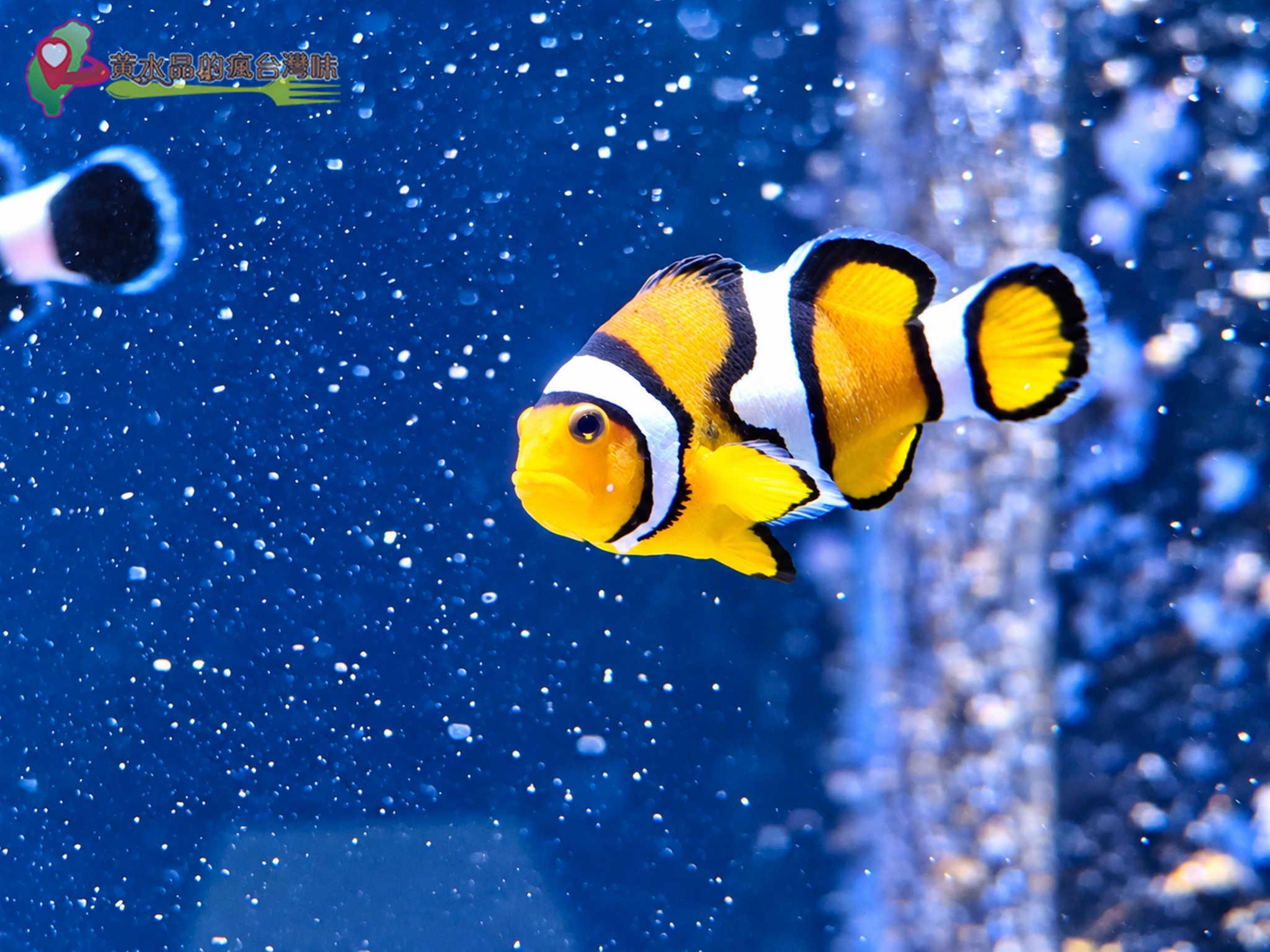 澎湖縣水產種苗繁殖場|迷你版水族館 澎湖縣水產種苗繁殖場|迷你版水族館