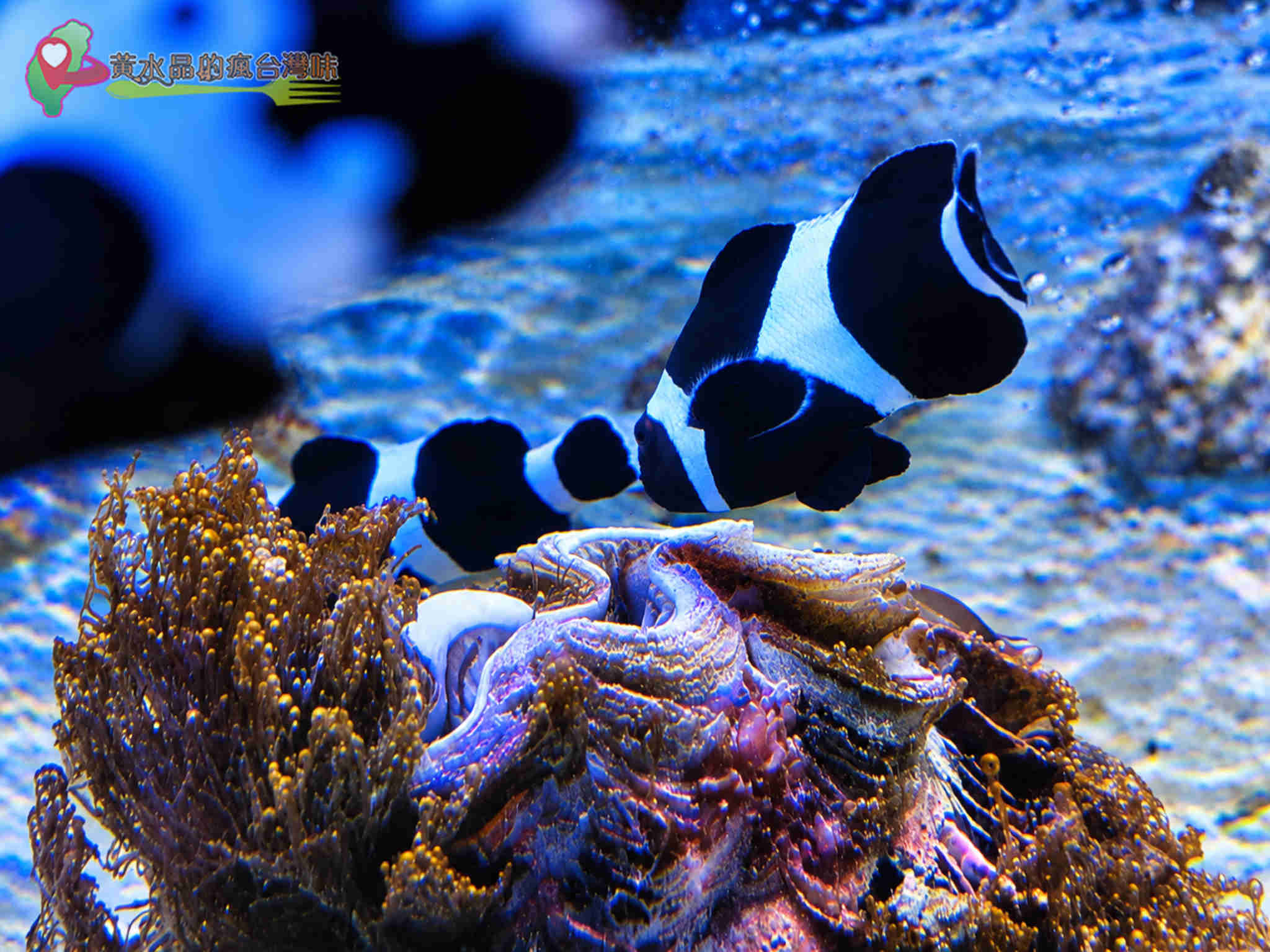 澎湖縣水產種苗繁殖場|迷你版水族館 澎湖縣水產種苗繁殖場|迷你版水族館