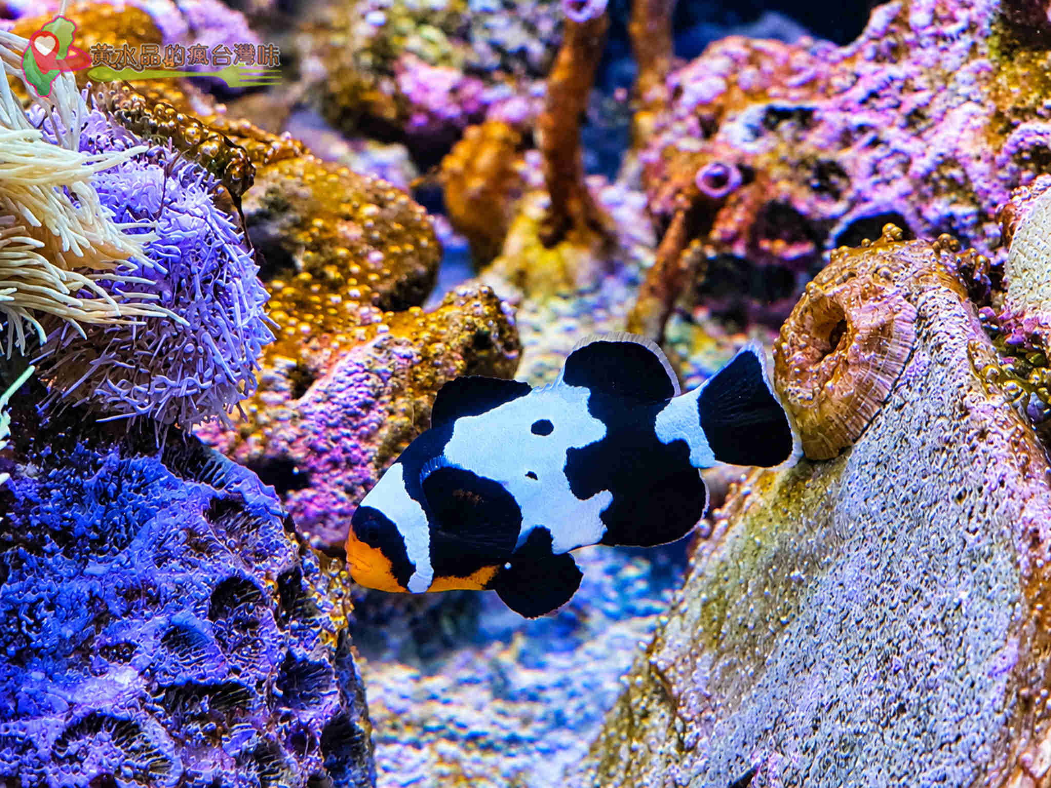 澎湖縣水產種苗繁殖場|迷你版水族館 澎湖縣水產種苗繁殖場|迷你版水族館