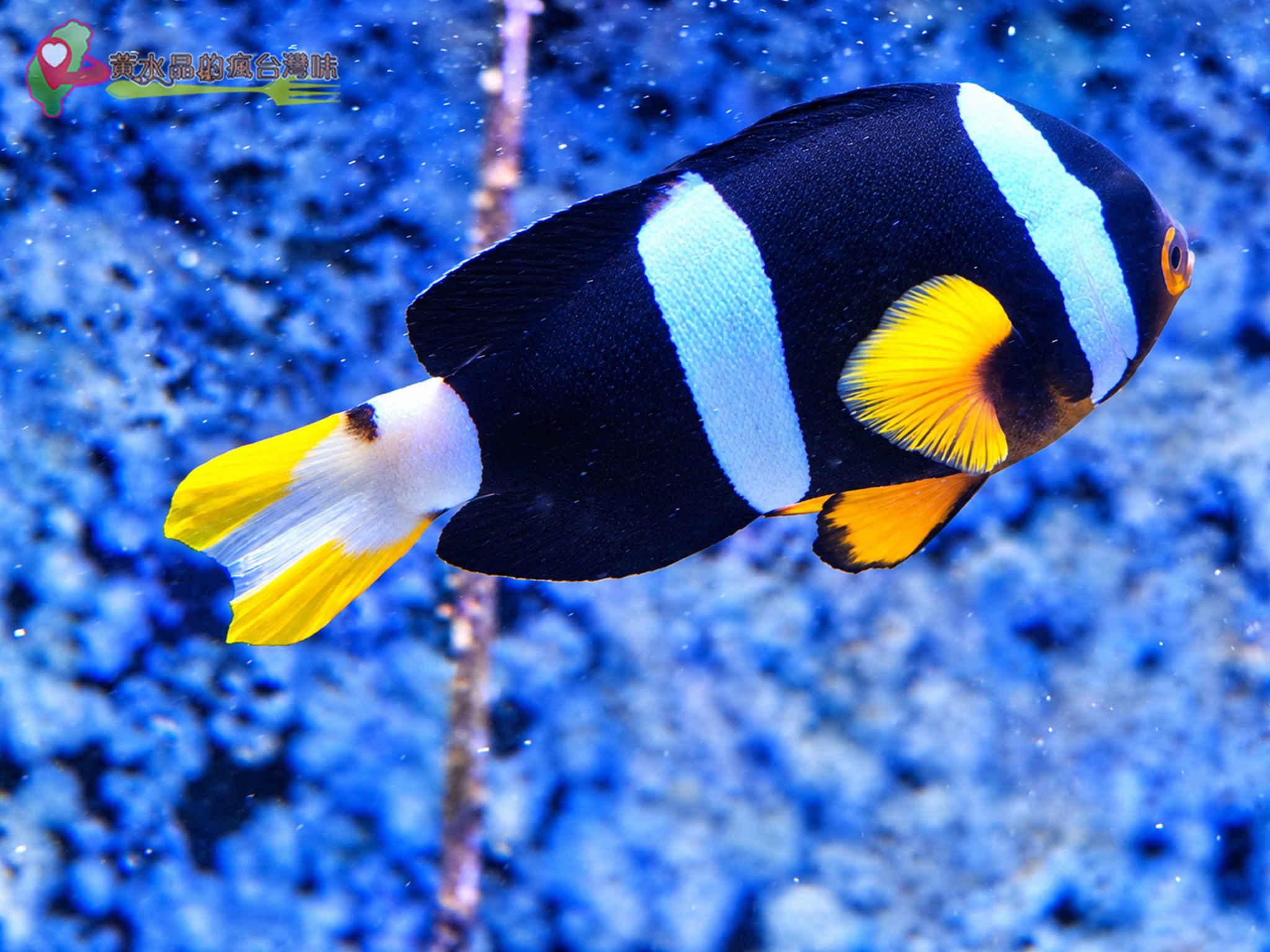 澎湖縣水產種苗繁殖場|迷你版水族館 澎湖縣水產種苗繁殖場|迷你版水族館