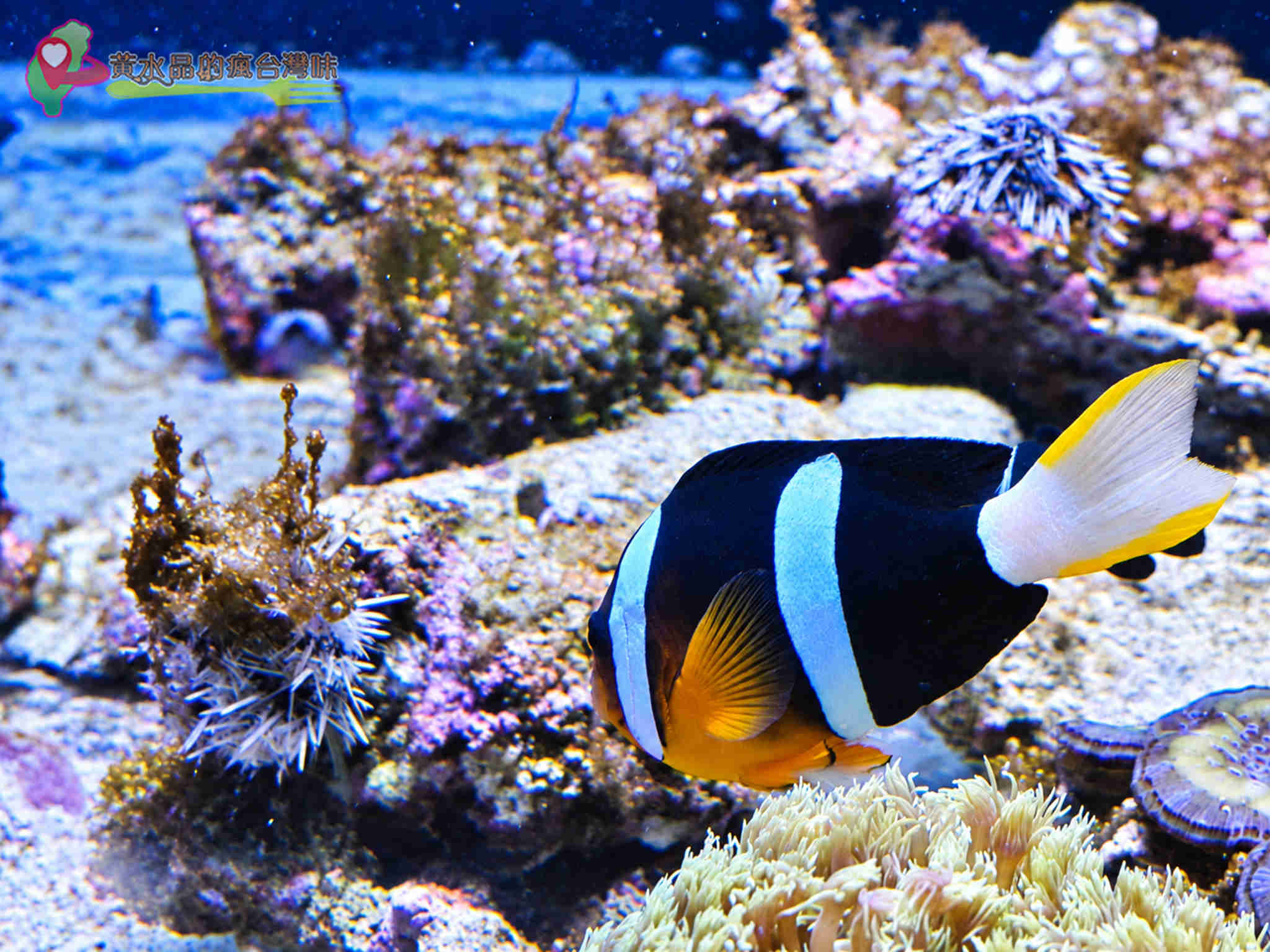 澎湖縣水產種苗繁殖場|迷你版水族館 澎湖縣水產種苗繁殖場|迷你版水族館