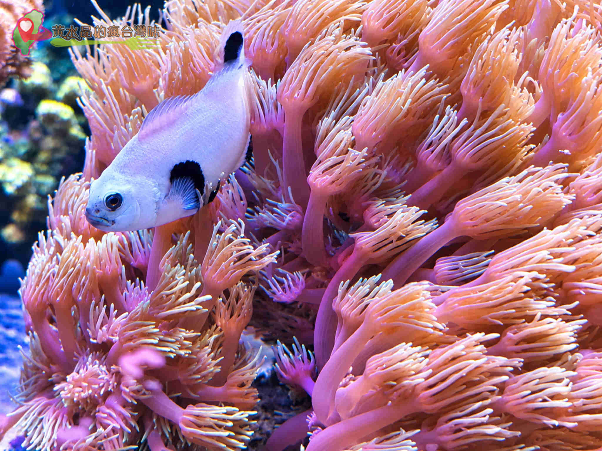 澎湖縣水產種苗繁殖場|迷你版水族館 澎湖縣水產種苗繁殖場|迷你版水族館