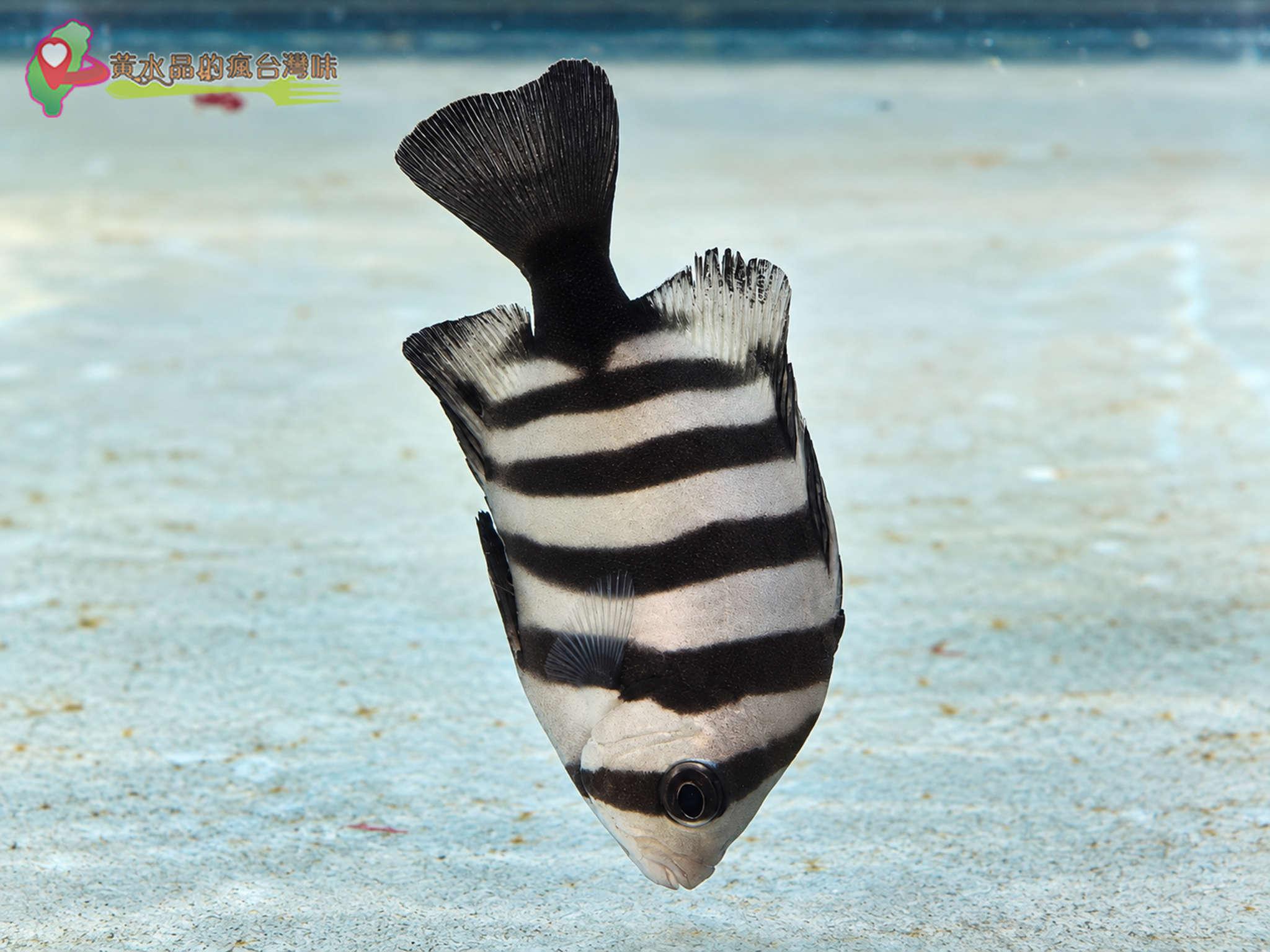 澎湖縣水產種苗繁殖場|迷你版水族館 澎湖縣水產種苗繁殖場|迷你版水族館