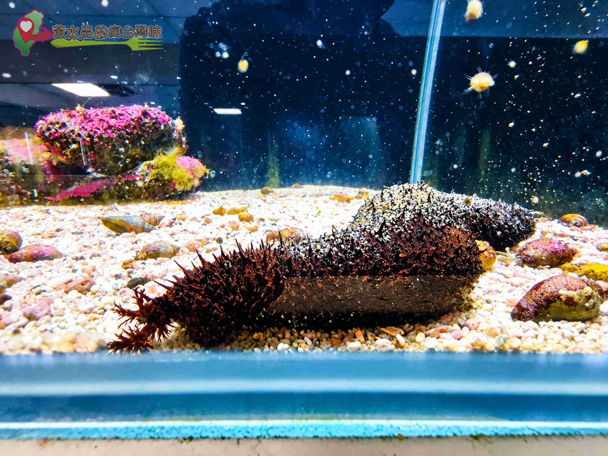 澎湖縣水產種苗繁殖場|迷你版水族館 澎湖縣水產種苗繁殖場|迷你版水族館