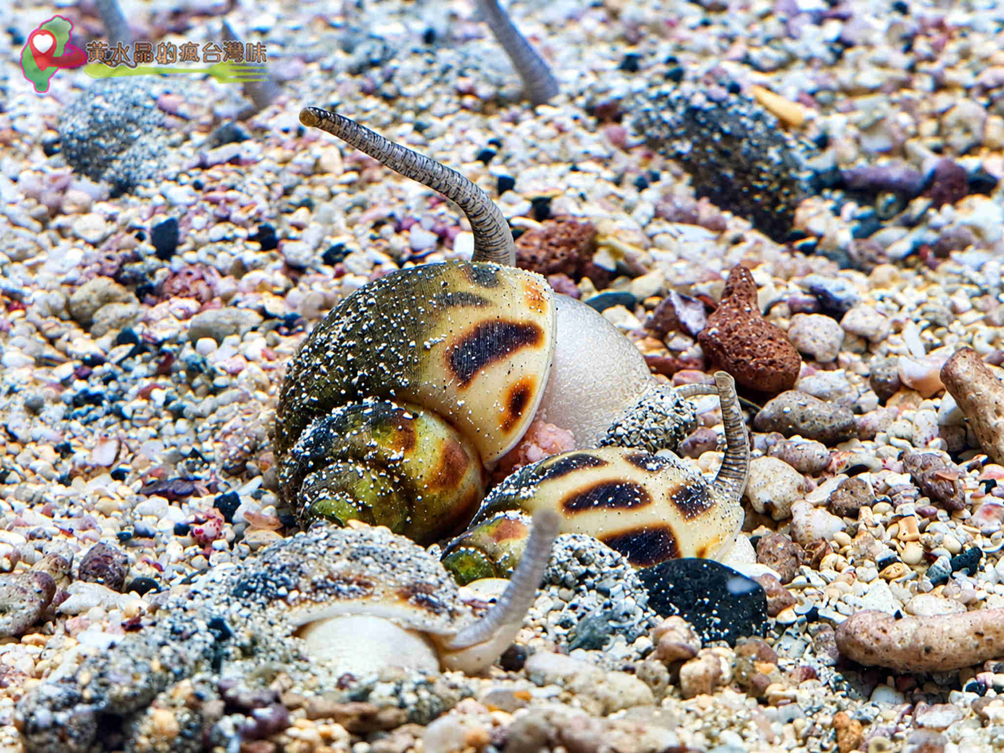 澎湖縣水產種苗繁殖場|迷你版水族館 澎湖縣水產種苗繁殖場|迷你版水族館