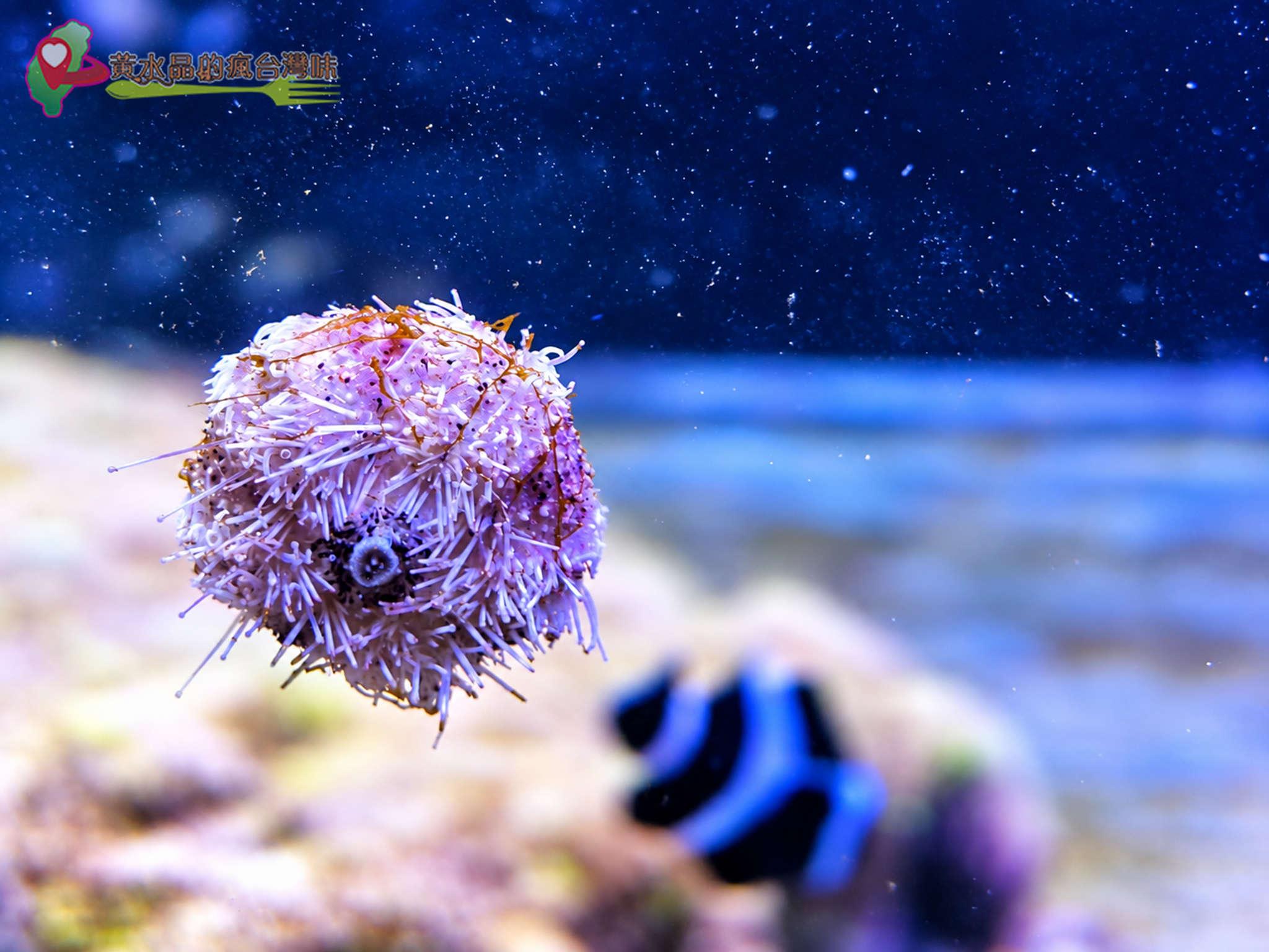澎湖縣水產種苗繁殖場|迷你版水族館 澎湖縣水產種苗繁殖場|迷你版水族館