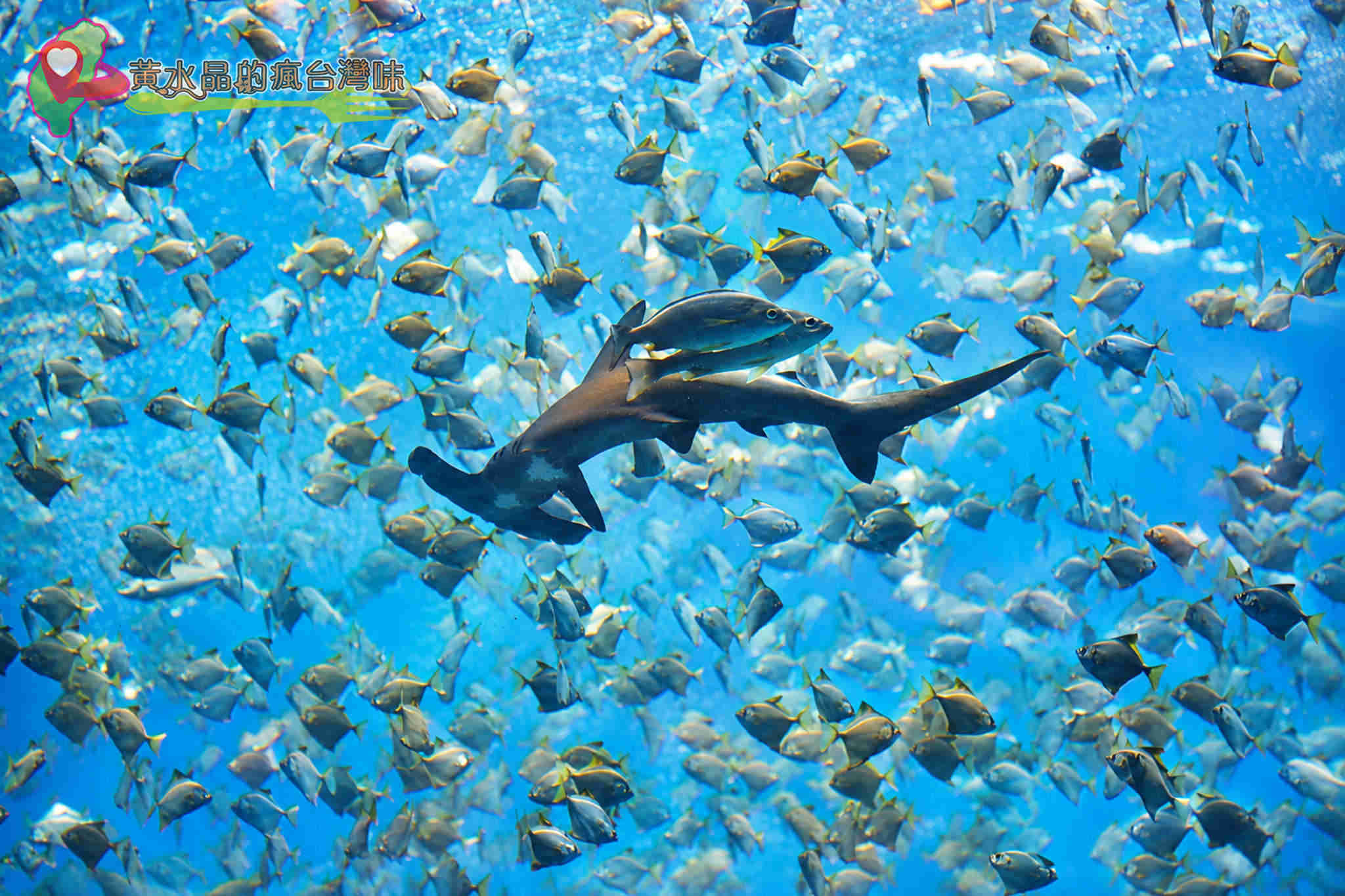 Xpark水族館|福爾摩沙 Xpark水族館|福爾摩沙