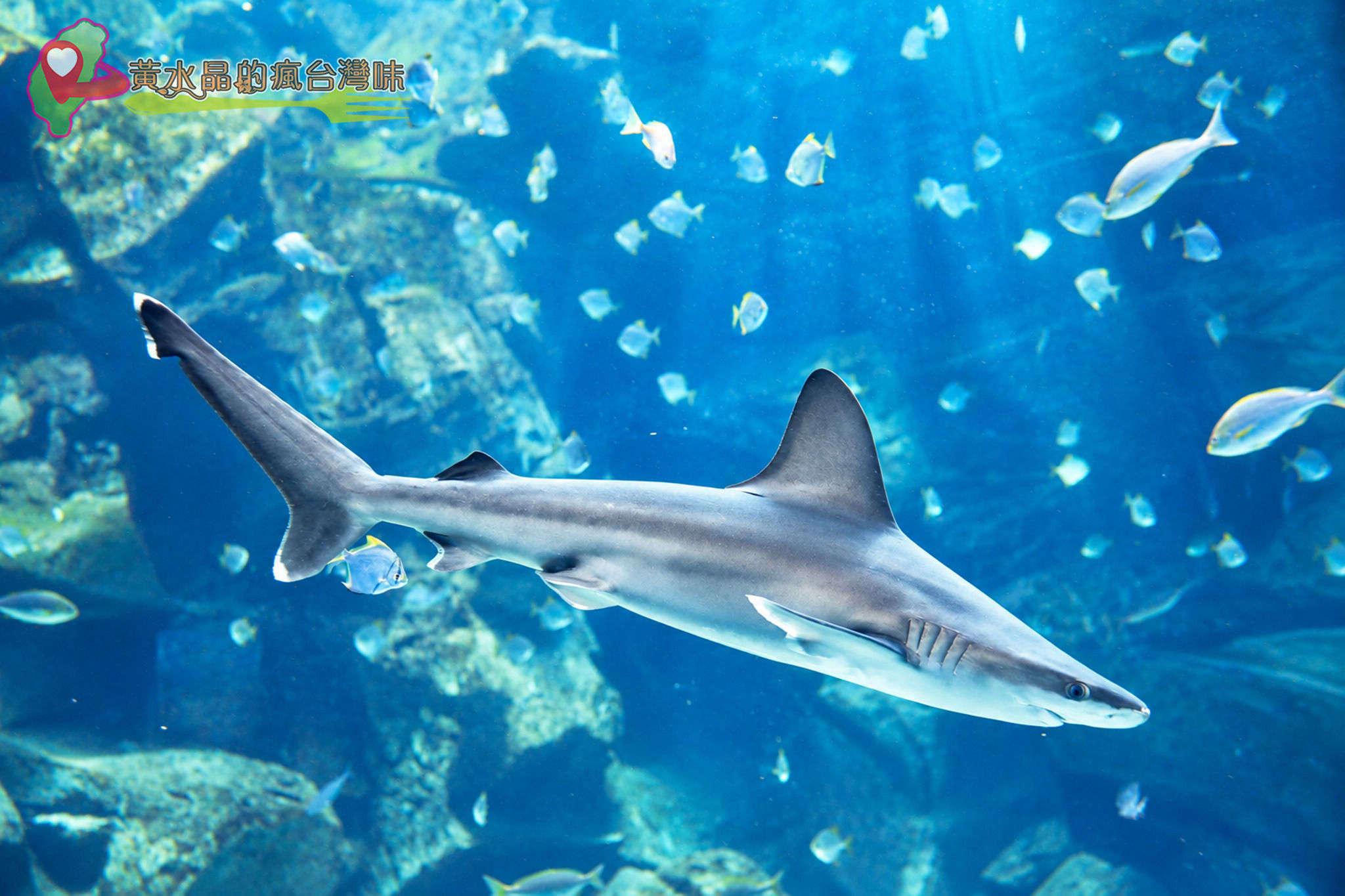 Xpark水族館|福爾摩沙 Xpark水族館|福爾摩沙