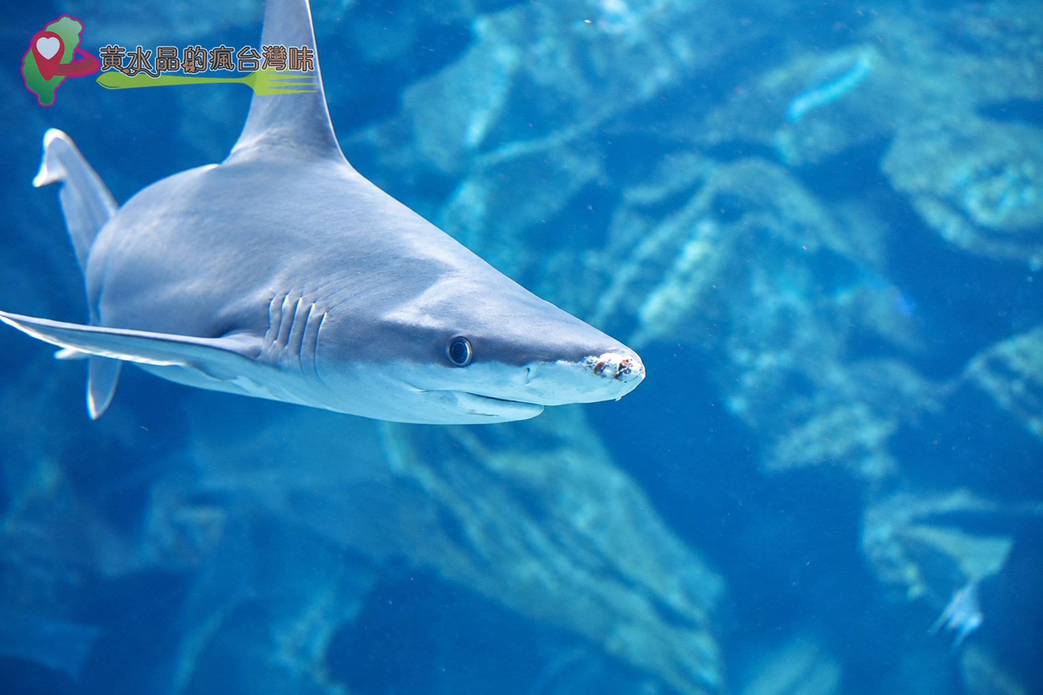 Xpark水族館|福爾摩沙 Xpark水族館|福爾摩沙