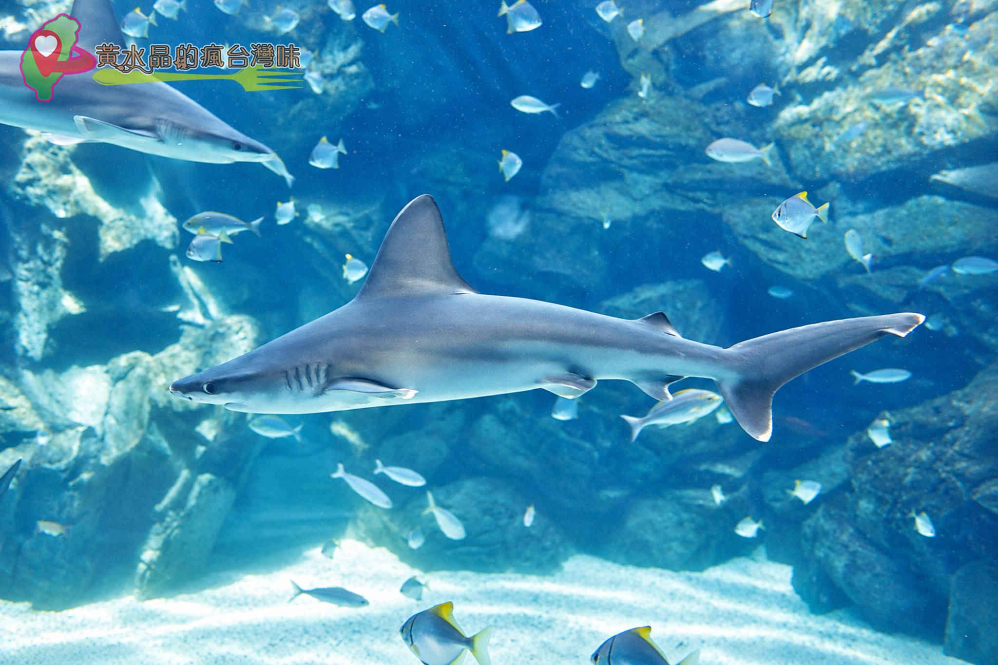 Xpark水族館|福爾摩沙 Xpark水族館|福爾摩沙