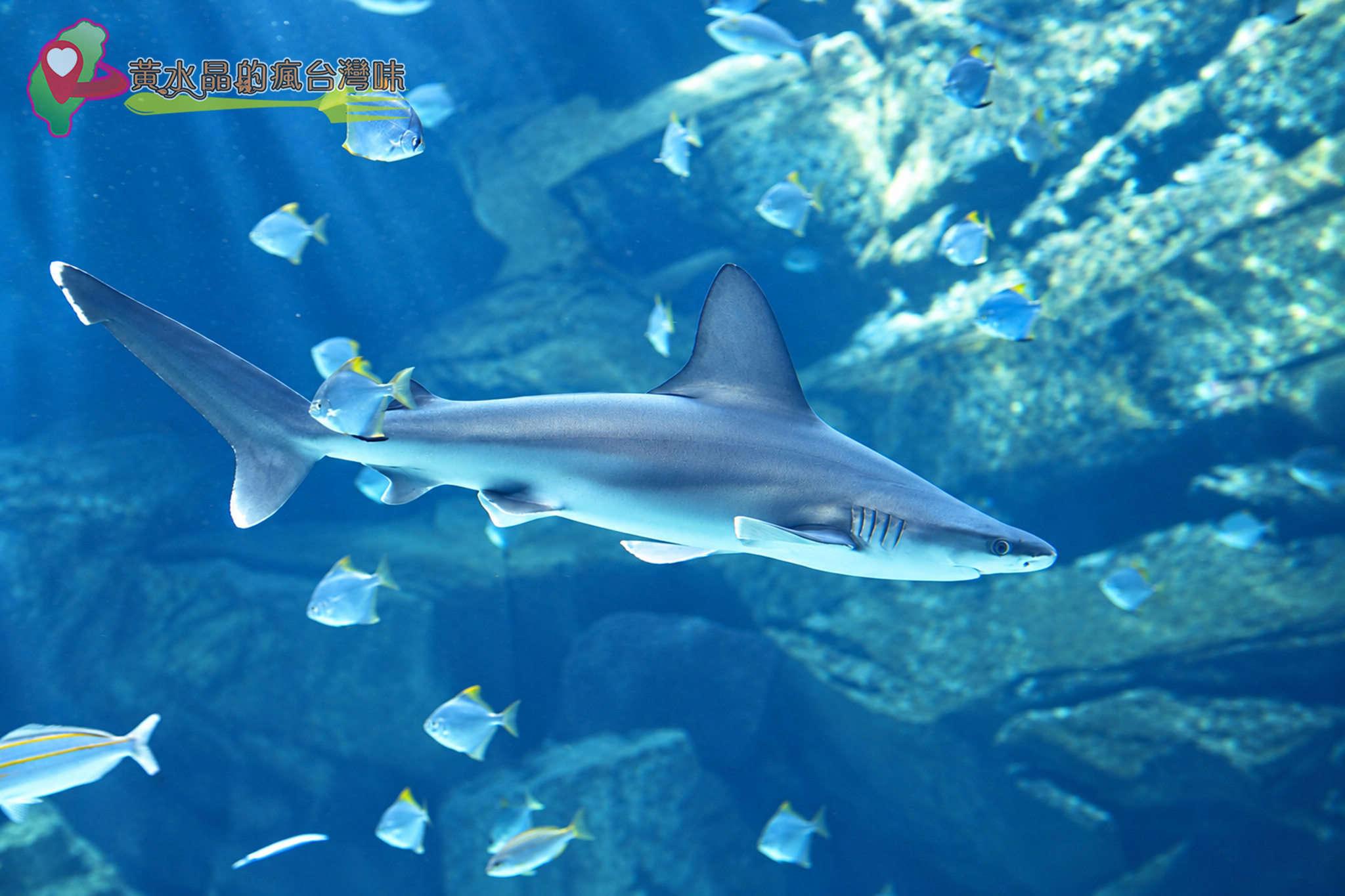 Xpark水族館|福爾摩沙 Xpark水族館|福爾摩沙