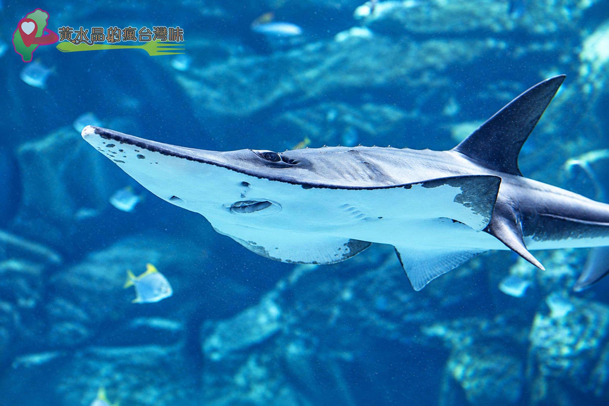 Xpark水族館|福爾摩沙 Xpark水族館|福爾摩沙