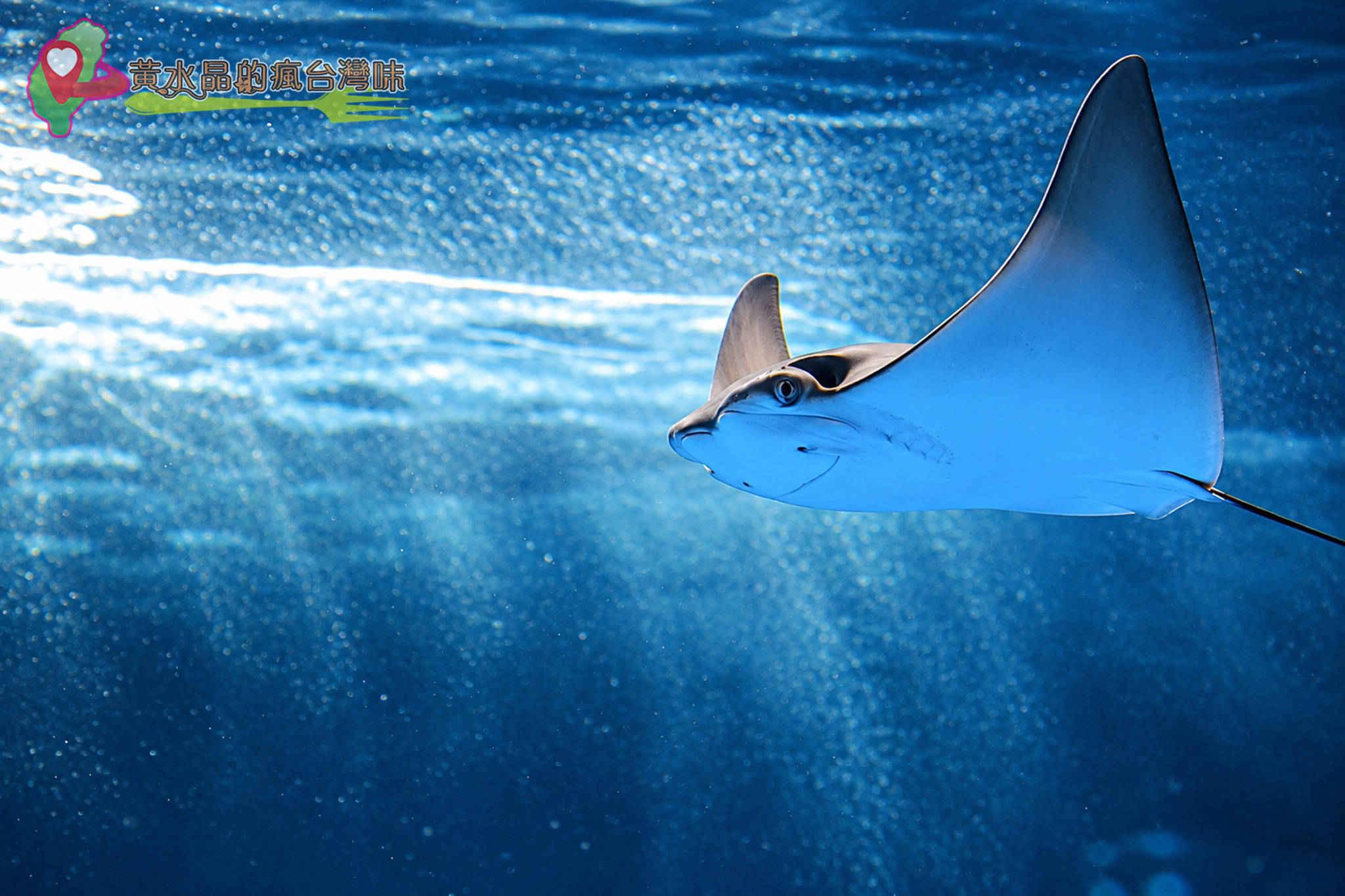 Xpark水族館|福爾摩沙 Xpark水族館|福爾摩沙