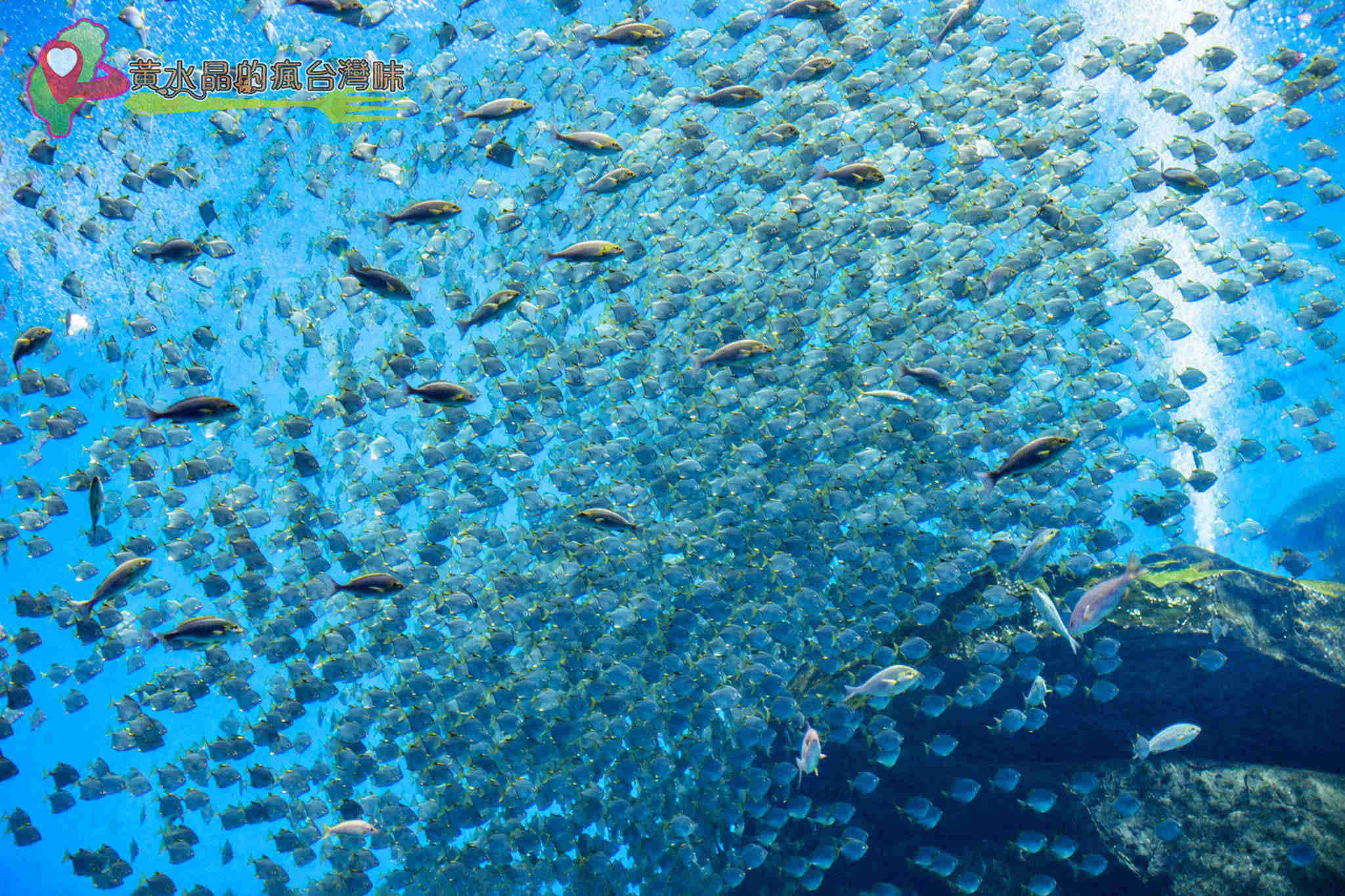 Xpark水族館|福爾摩沙 Xpark水族館|福爾摩沙