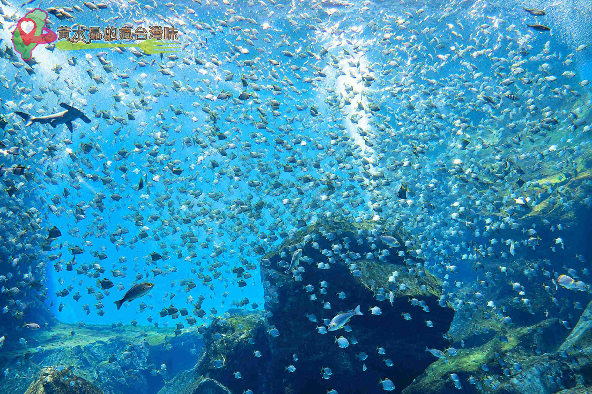 Xpark水族館|福爾摩沙 Xpark水族館|福爾摩沙