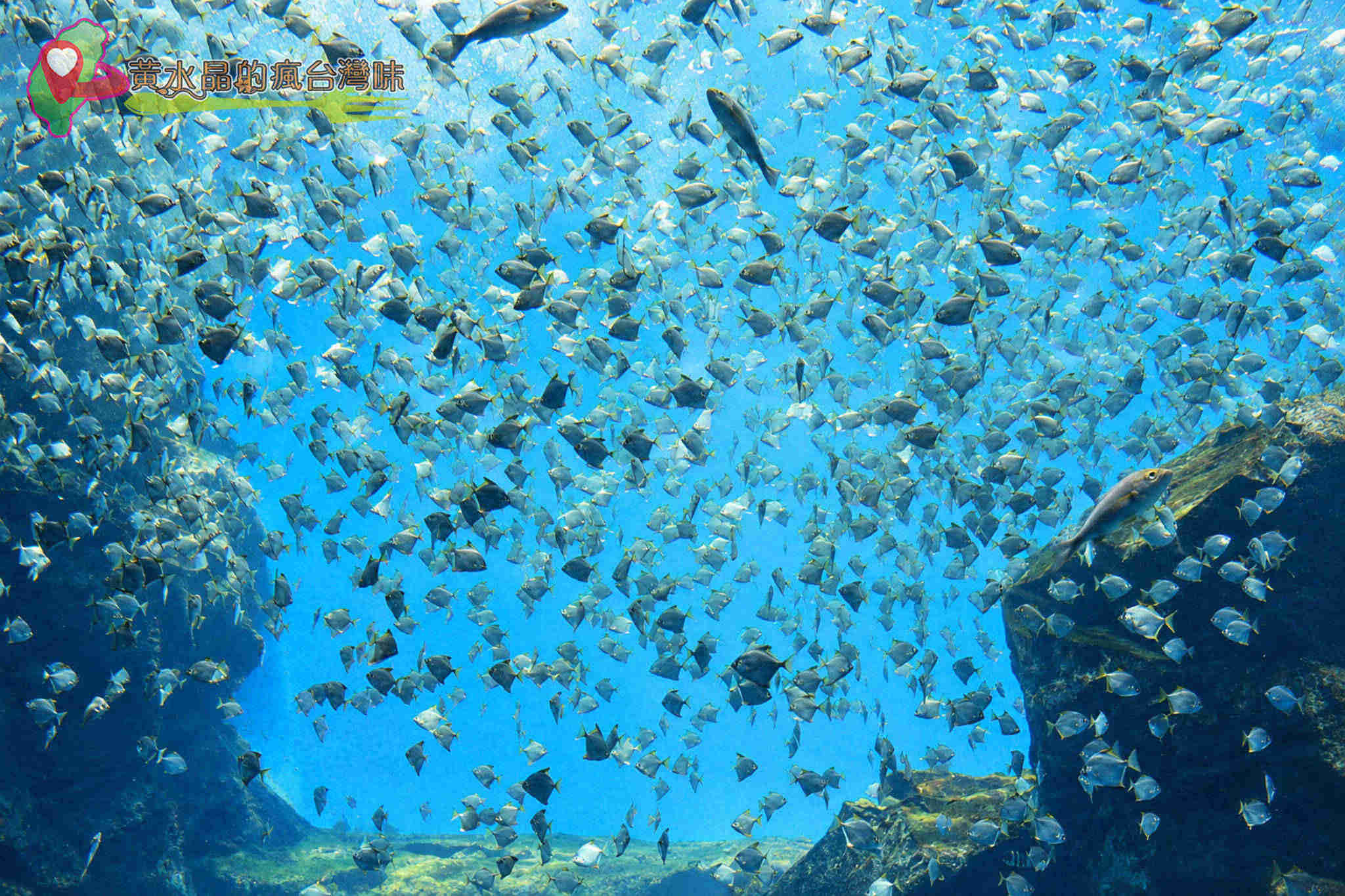 Xpark水族館|福爾摩沙 Xpark水族館|福爾摩沙