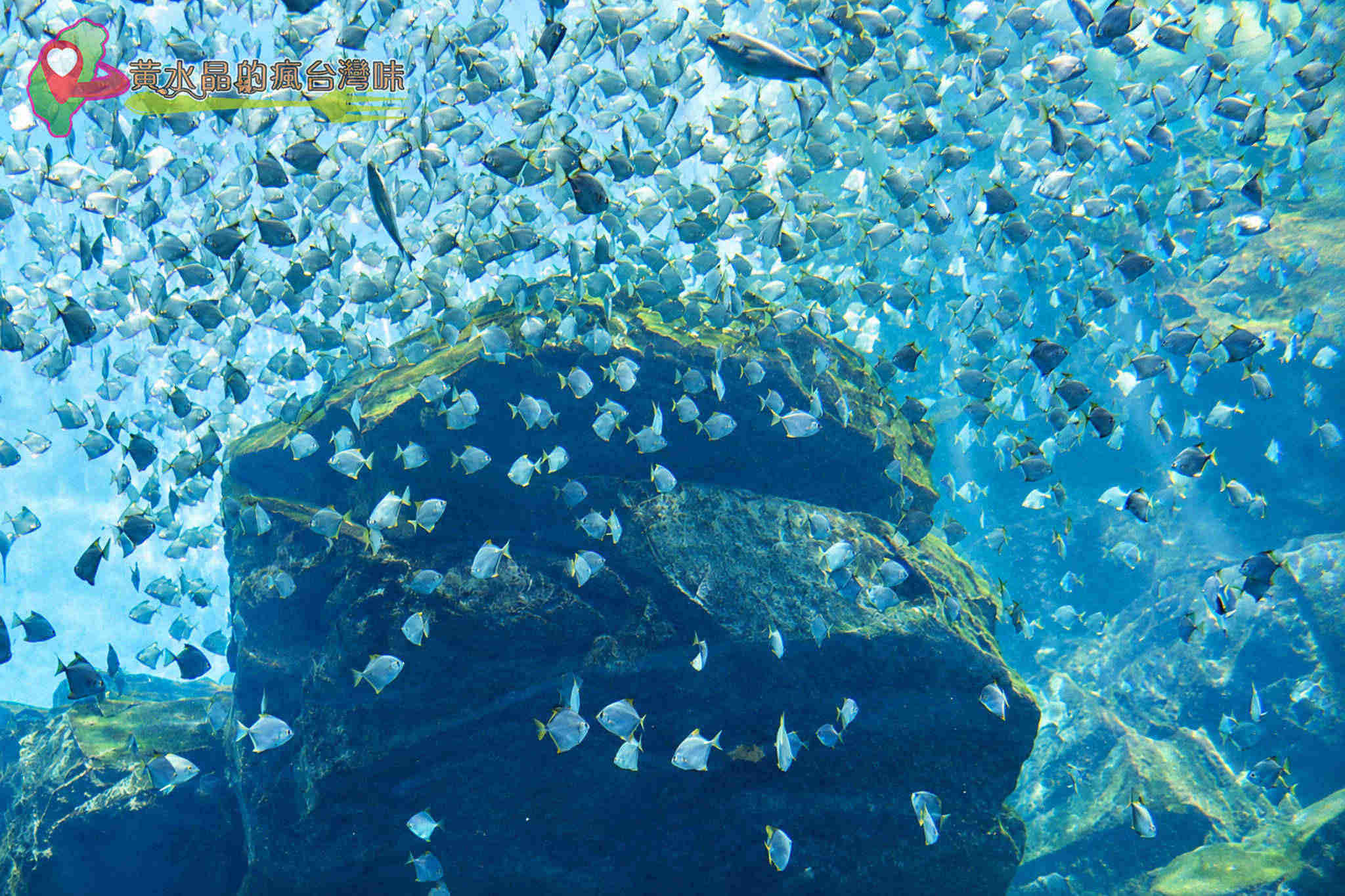 Xpark水族館|福爾摩沙 Xpark水族館|福爾摩沙