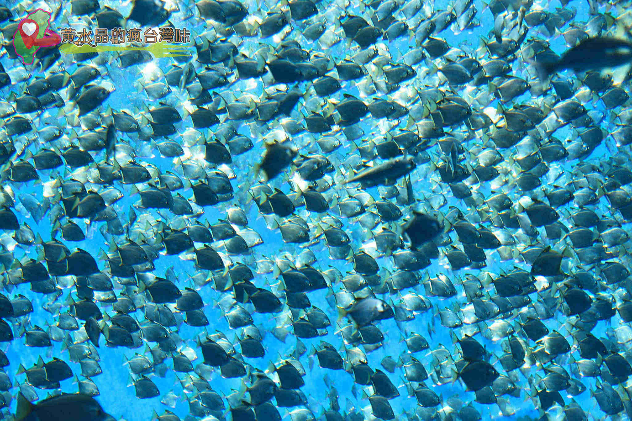 Xpark水族館|福爾摩沙 Xpark水族館|福爾摩沙