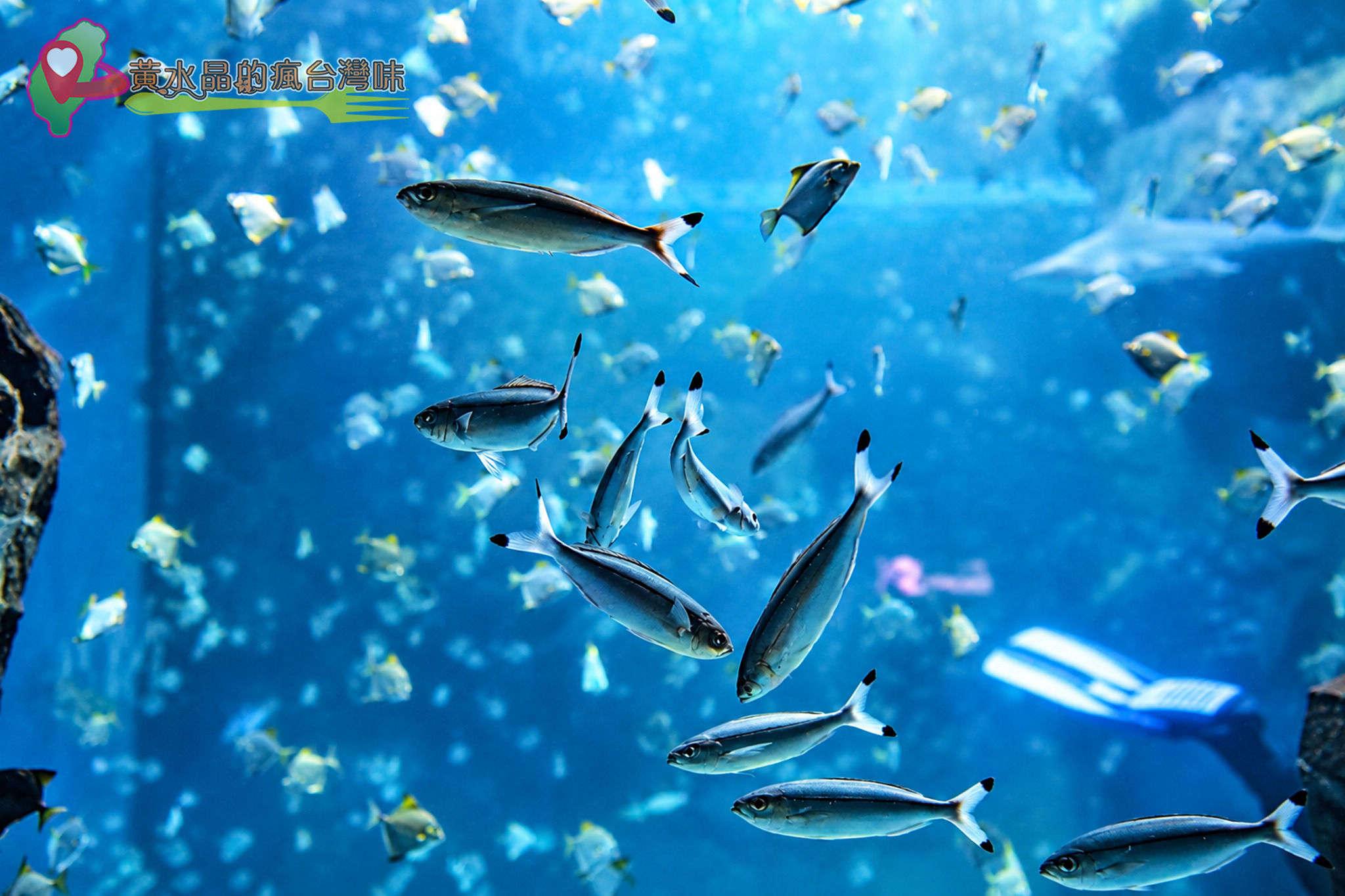 Xpark水族館|福爾摩沙 Xpark水族館|福爾摩沙