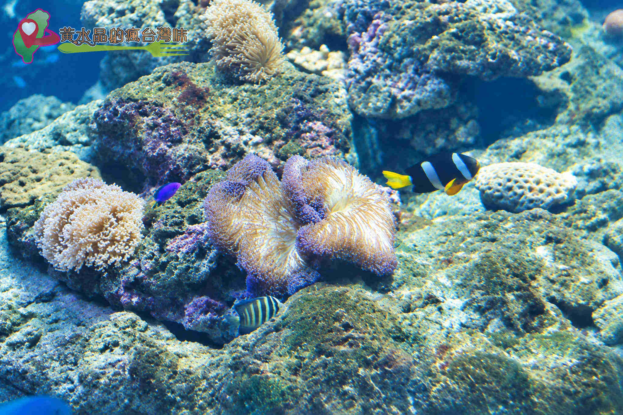 Xpark水族館|珊瑚潛行_珊瑚之森 Xpark水族館|珊瑚潛行_珊瑚之森