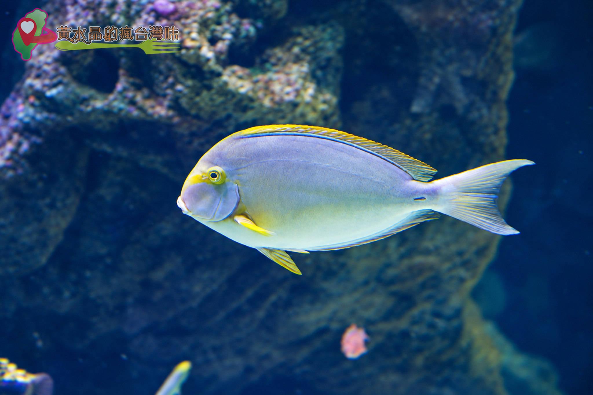 Xpark水族館|珊瑚潛行_珊瑚之森 Xpark水族館|珊瑚潛行_珊瑚之森