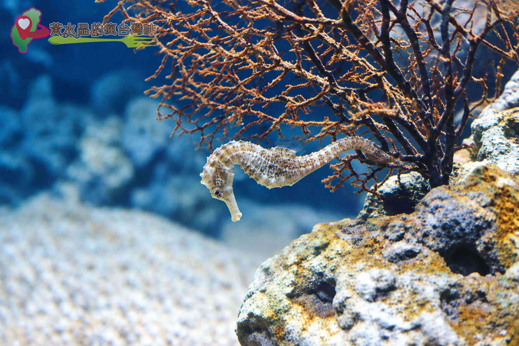 Xpark水族館|珊瑚潛行_珊瑚之森 Xpark水族館|珊瑚潛行_珊瑚之森