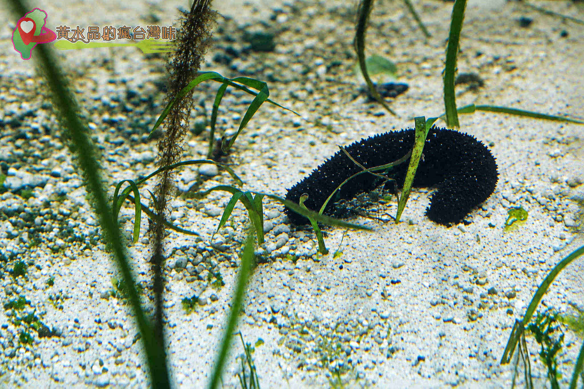 Xpark水族館|珊瑚潛行_珊瑚之森 Xpark水族館|珊瑚潛行_珊瑚之森