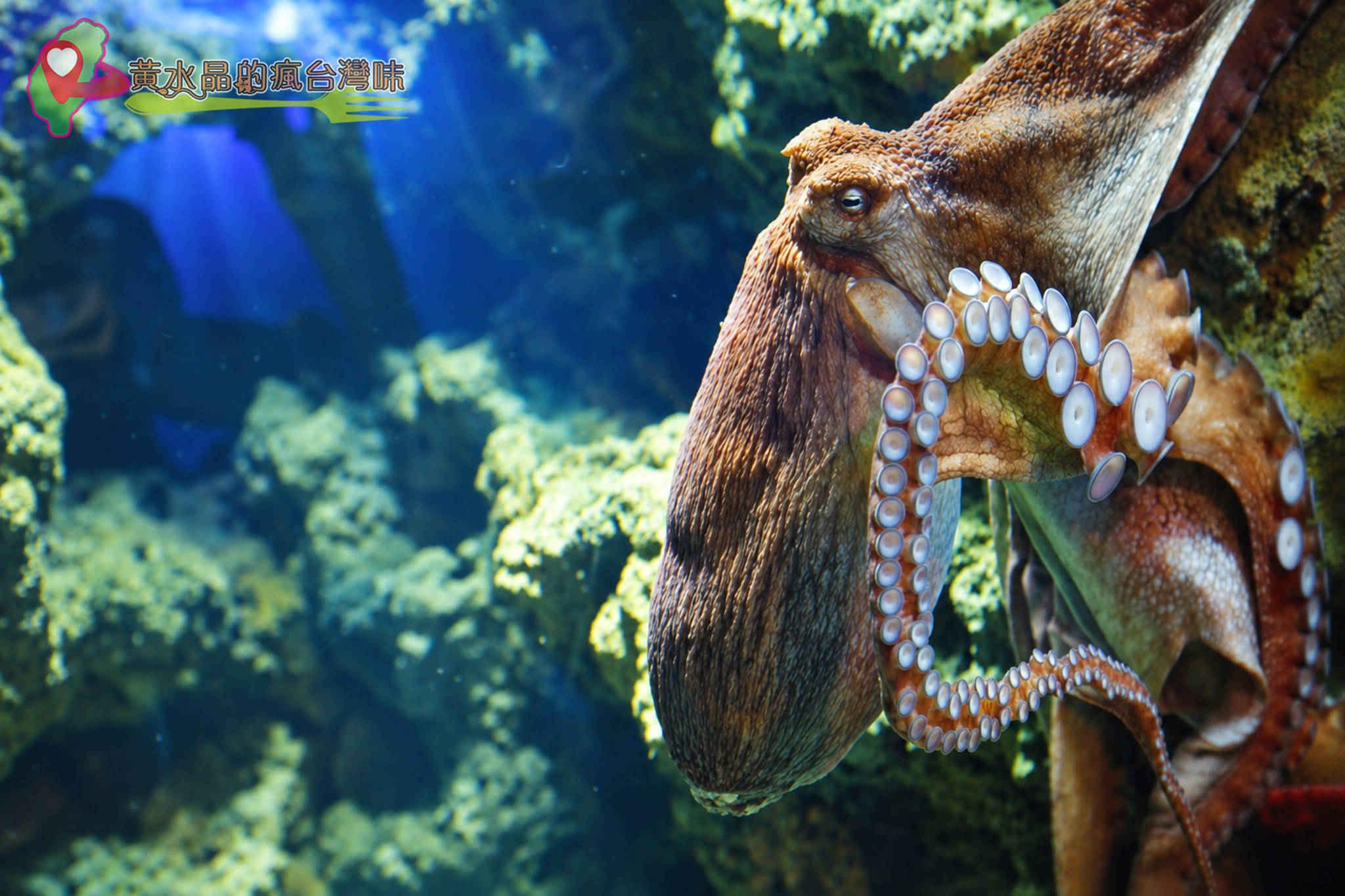 Xpark水族館|暖海生機 Xpark水族館|暖海生機