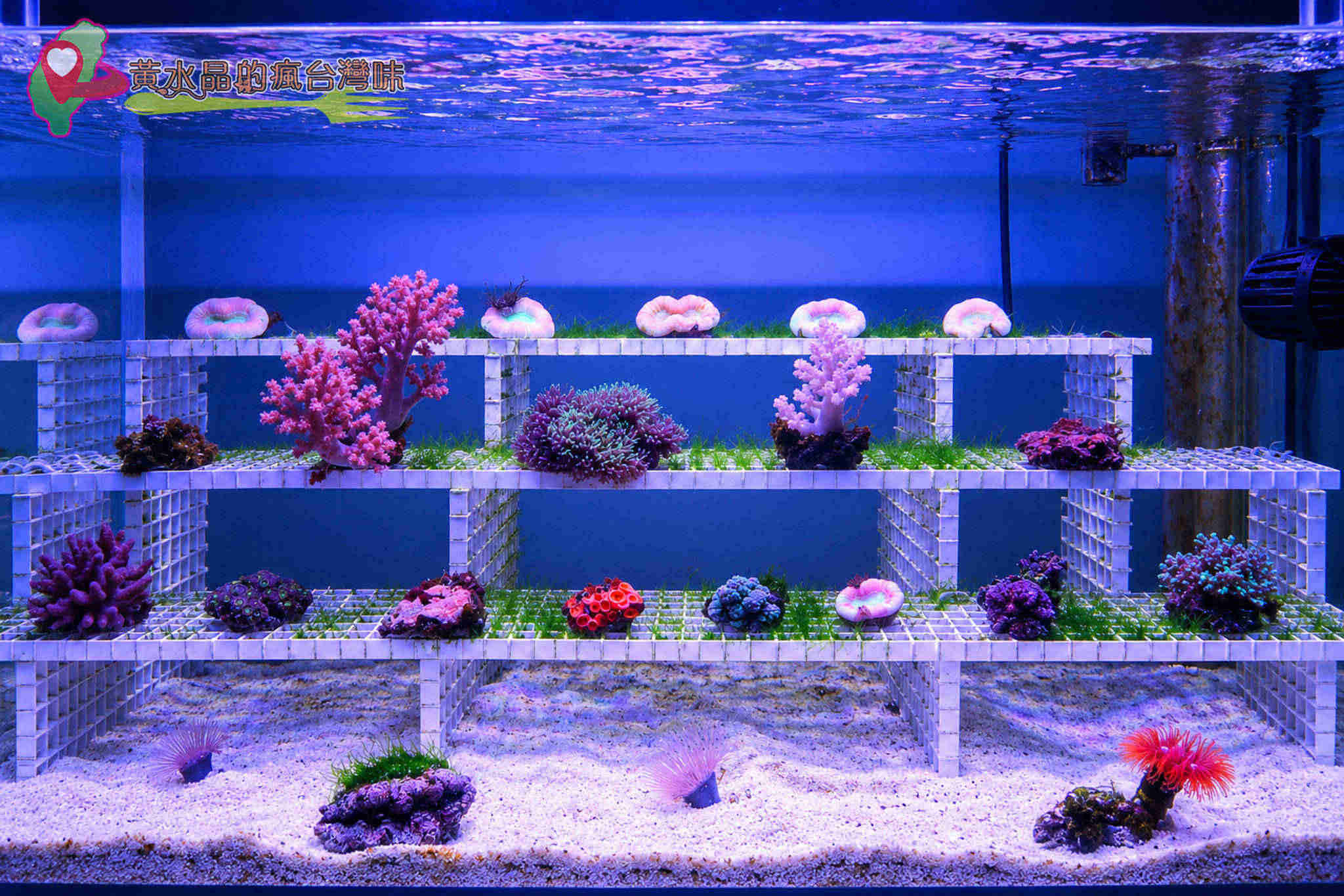 Xpark水族館|珊瑚潛行_珊瑚之森 Xpark水族館|珊瑚潛行_珊瑚之森