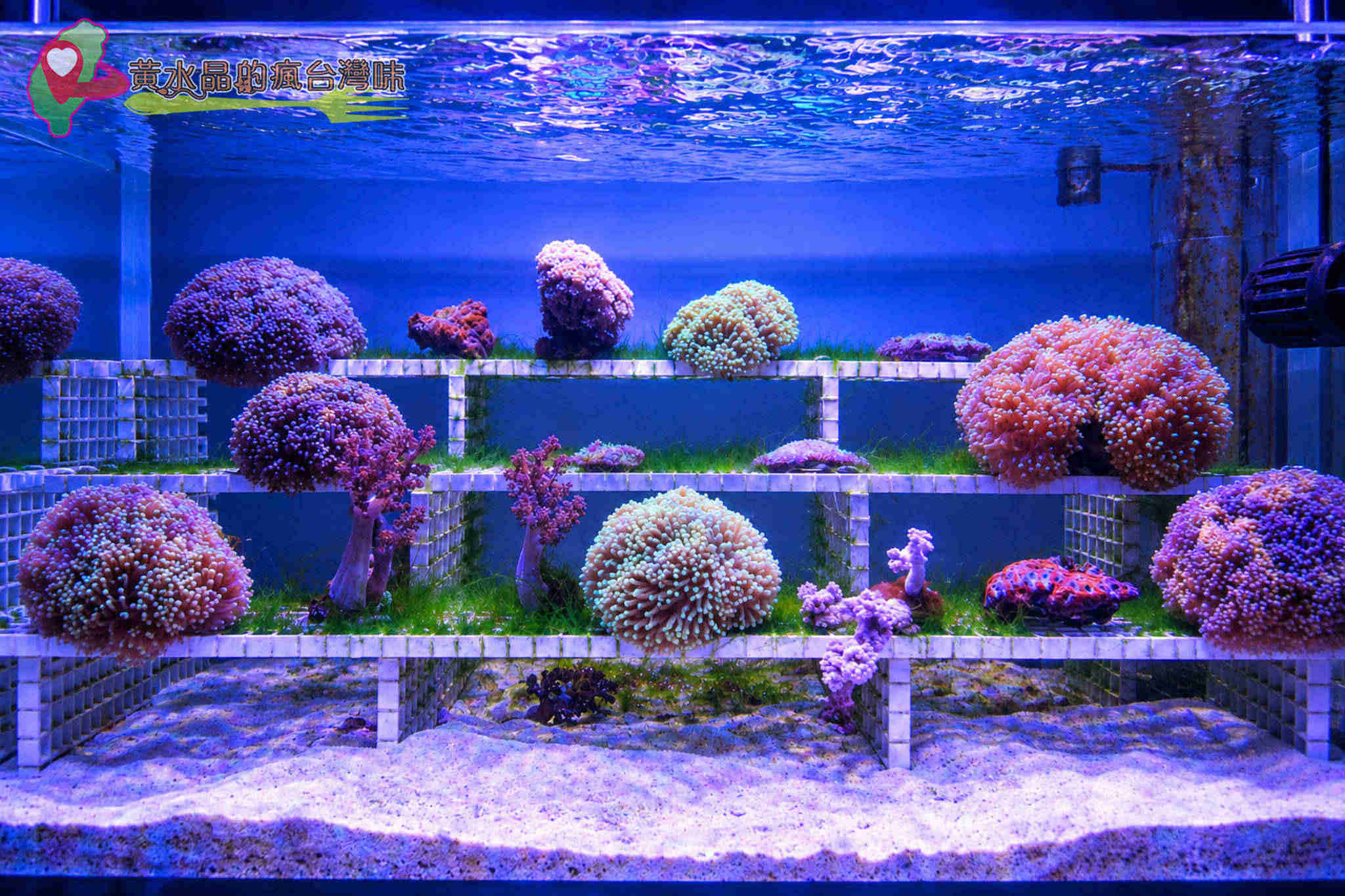 Xpark水族館|珊瑚潛行_珊瑚之森 Xpark水族館|珊瑚潛行_珊瑚之森