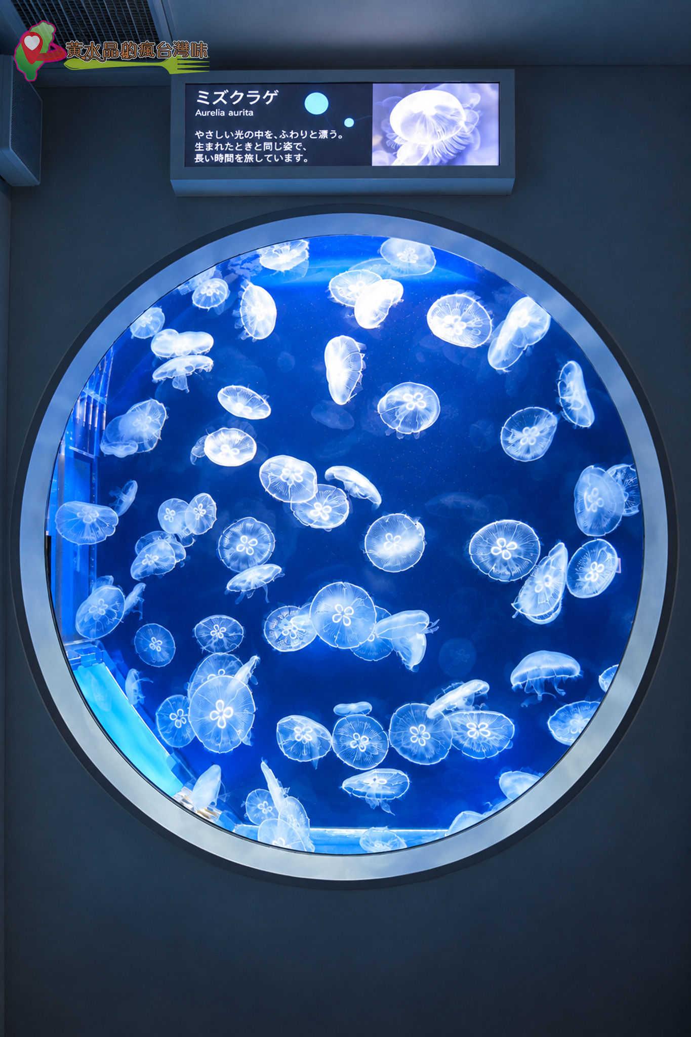 Xpark水族館|癒見水母|網美必拍 Xpark水族館|癒見水母|網美必拍