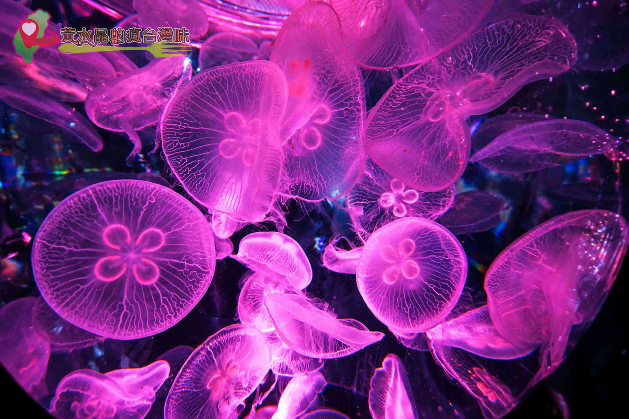 Xpark水族館|癒見水母|網美必拍 Xpark水族館|癒見水母|網美必拍