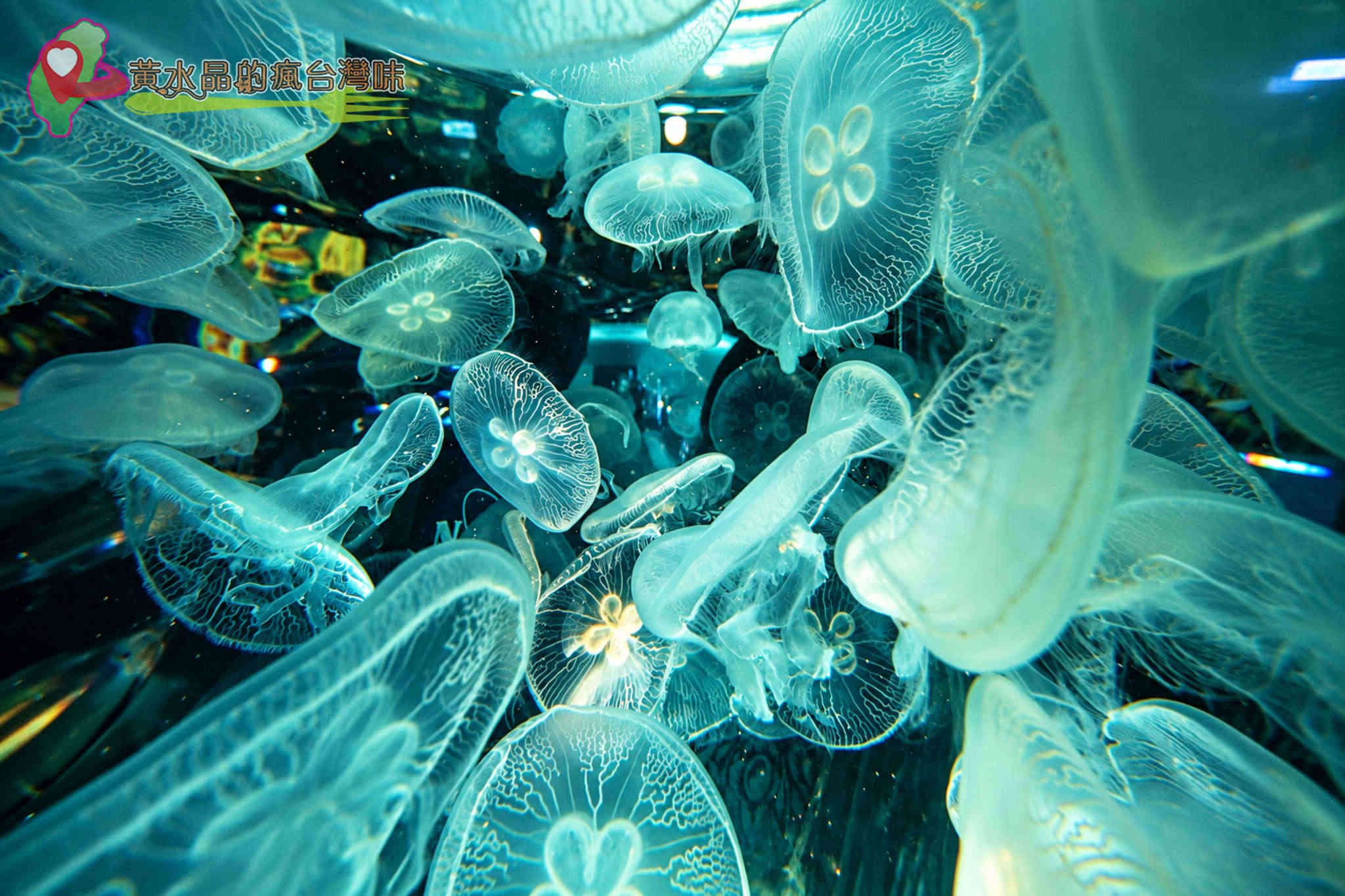 Xpark水族館|癒見水母|網美必拍 Xpark水族館|癒見水母|網美必拍
