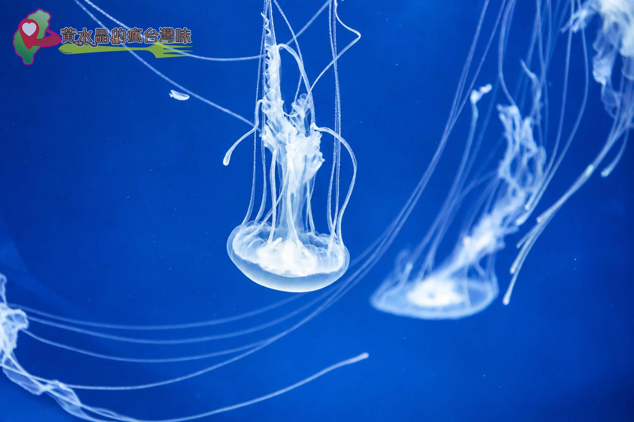 Xpark水族館|癒見水母|網美必拍 Xpark水族館|癒見水母|網美必拍