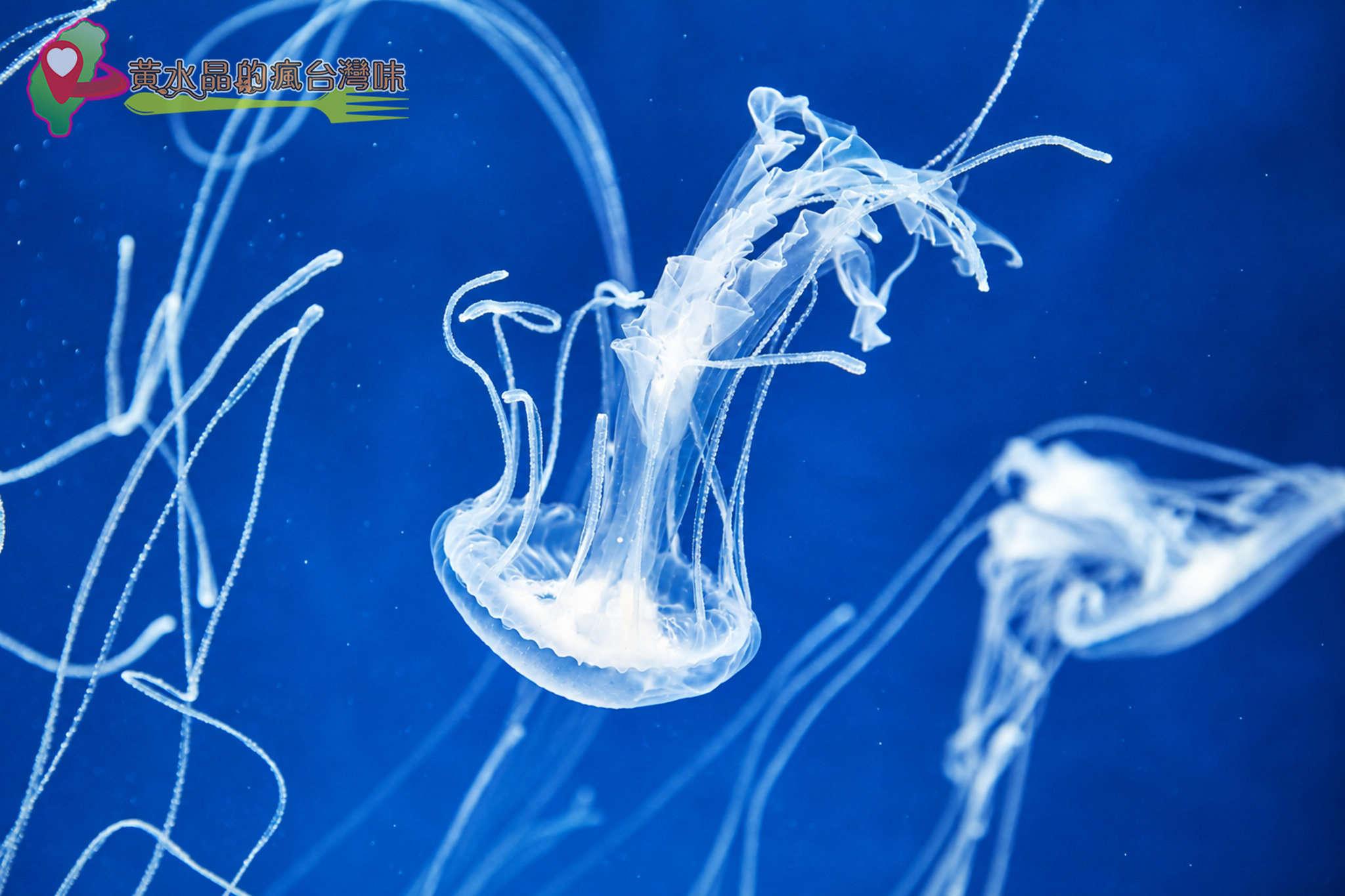 Xpark水族館|癒見水母|網美必拍 Xpark水族館|癒見水母|網美必拍