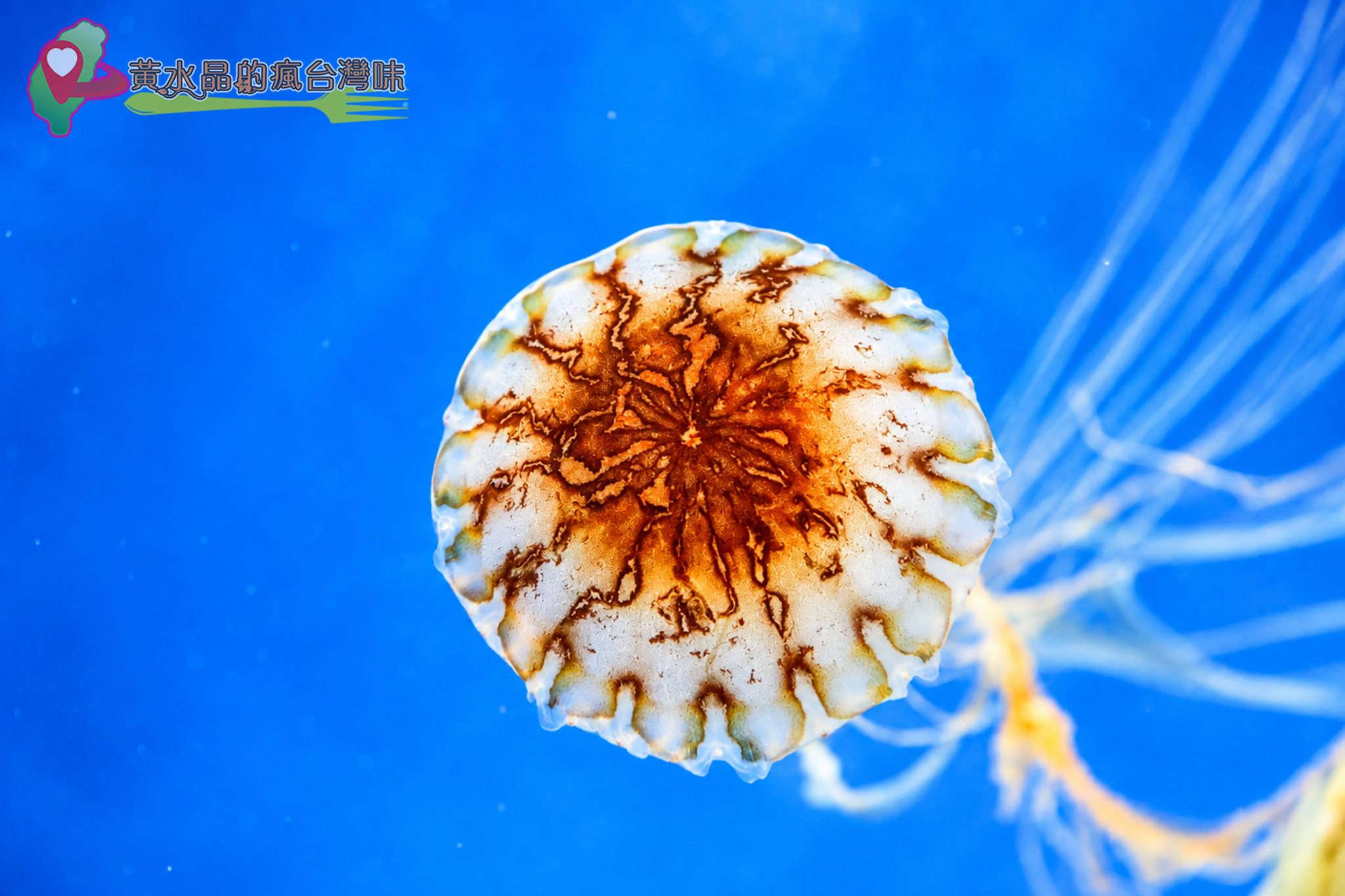 Xpark水族館|癒見水母|網美必拍 Xpark水族館|癒見水母|網美必拍