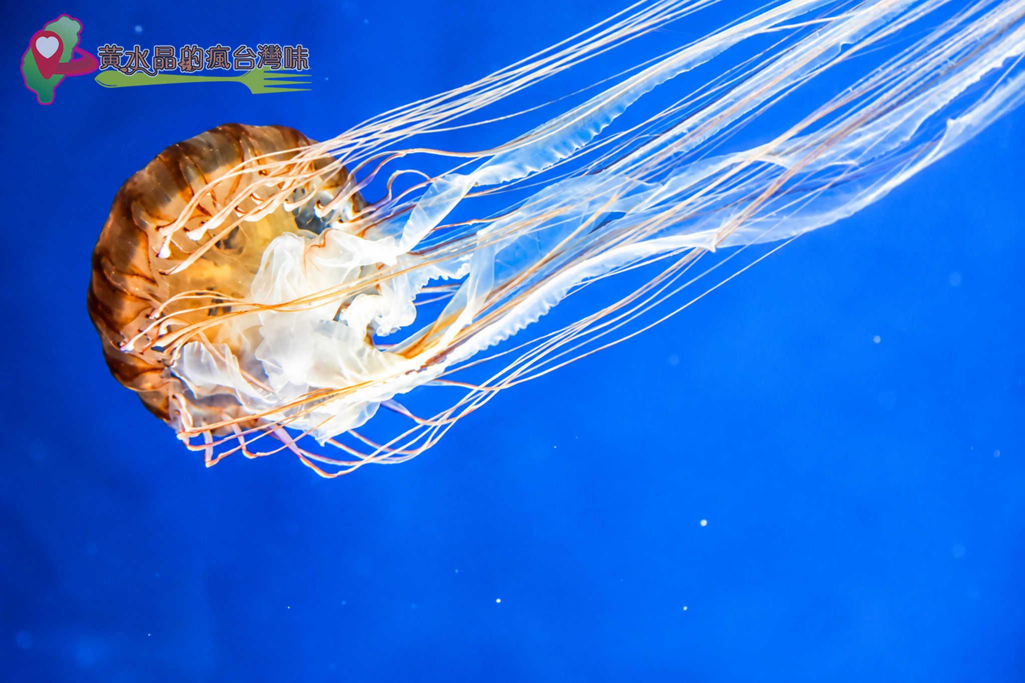 Xpark水族館|癒見水母|網美必拍 Xpark水族館|癒見水母|網美必拍