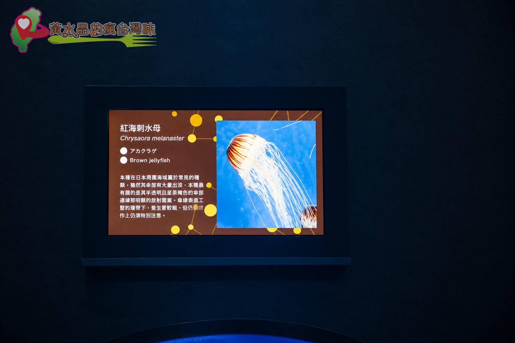 Xpark水族館|癒見水母|網美必拍 Xpark水族館|癒見水母|網美必拍