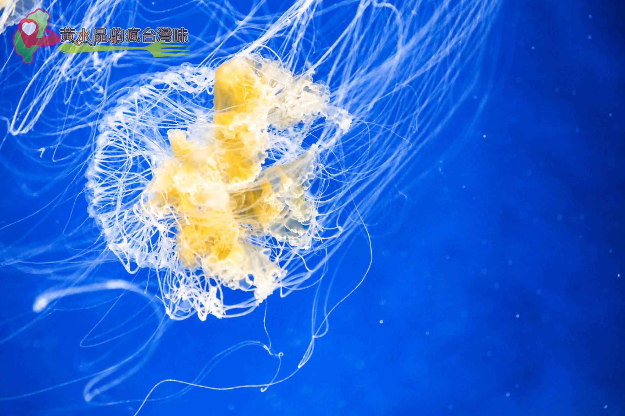 Xpark水族館|癒見水母|網美必拍 Xpark水族館|癒見水母|網美必拍