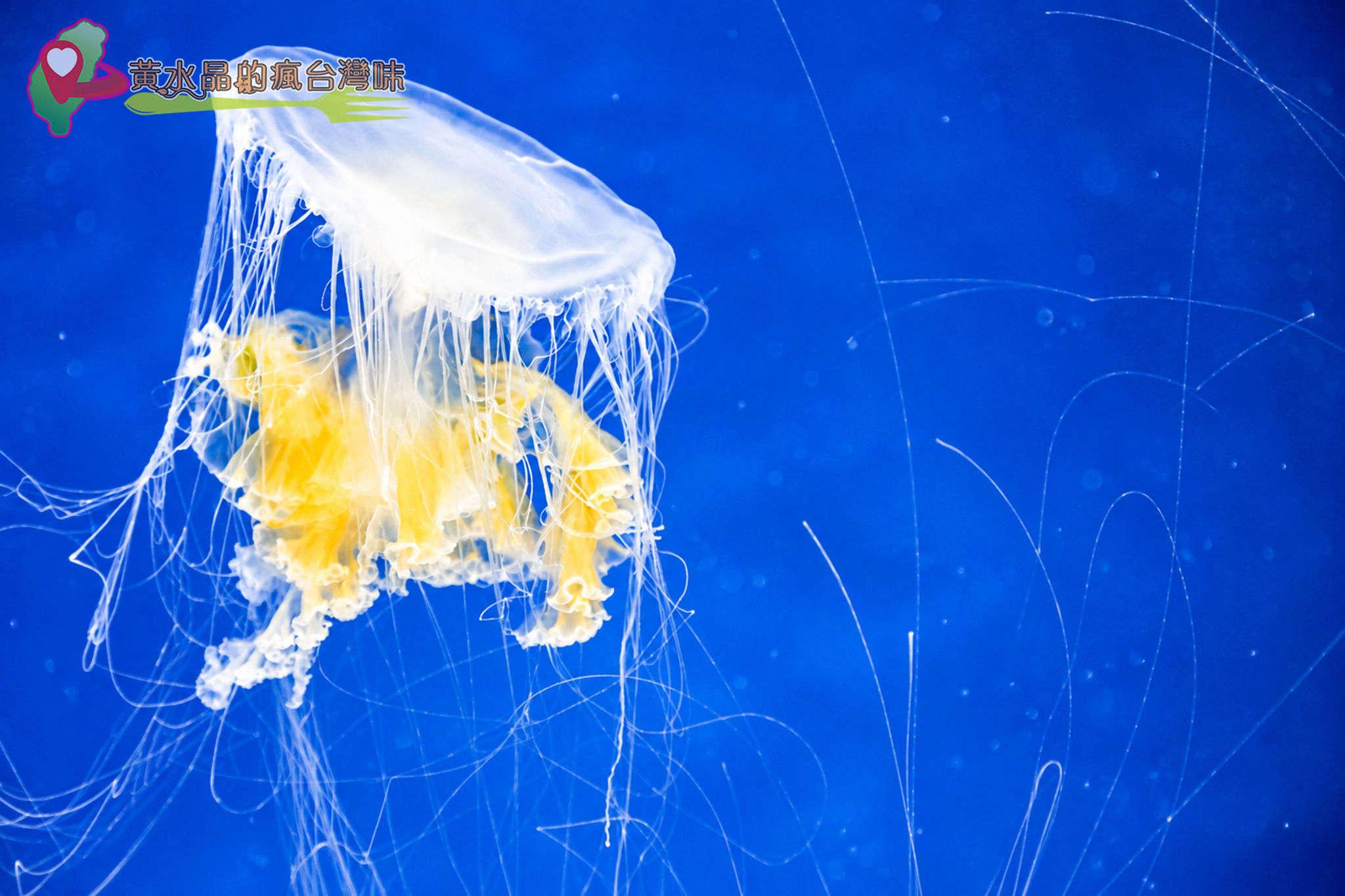 Xpark水族館|癒見水母|網美必拍 Xpark水族館|癒見水母|網美必拍