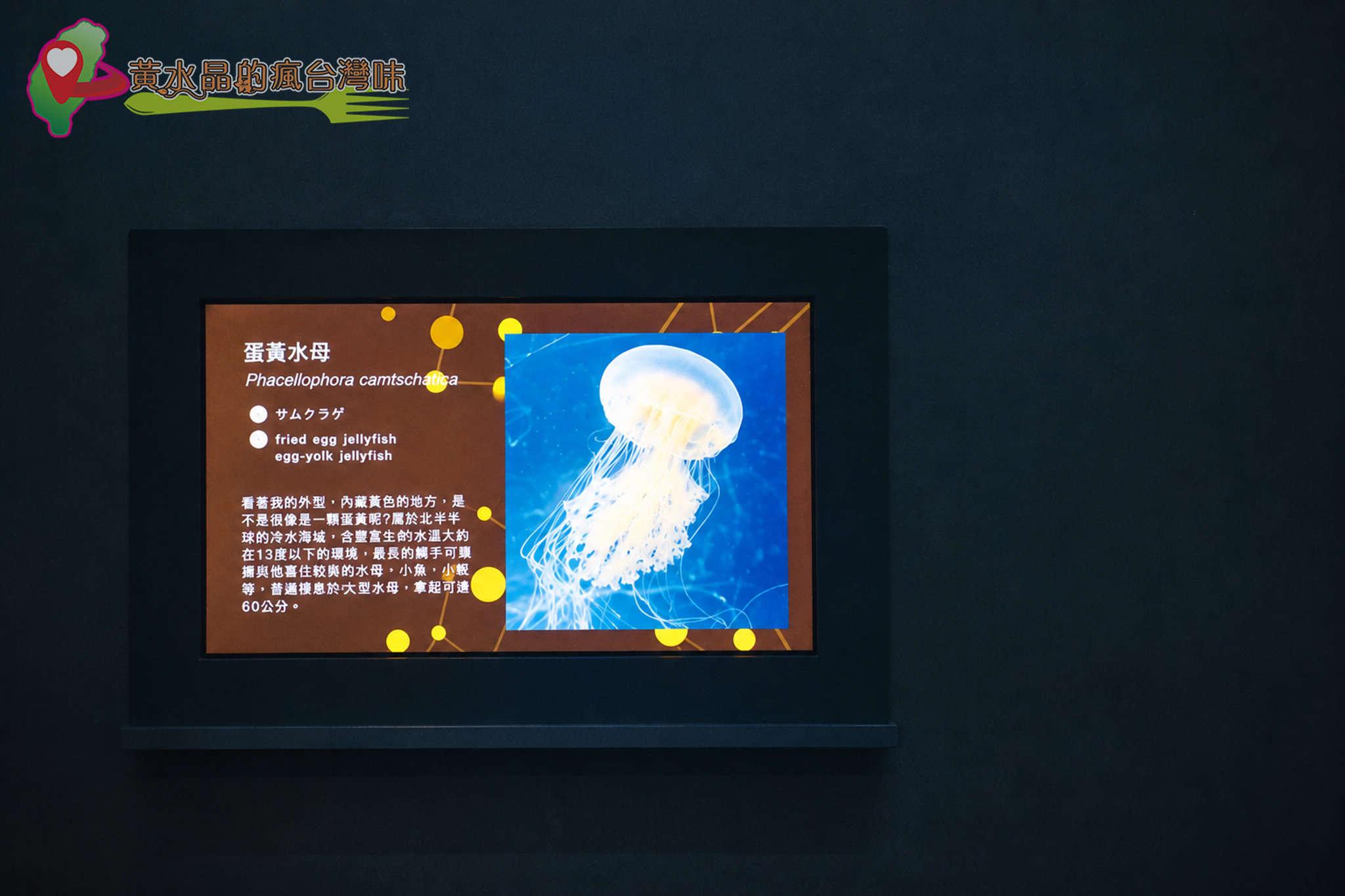 Xpark水族館|癒見水母|網美必拍 Xpark水族館|癒見水母|網美必拍