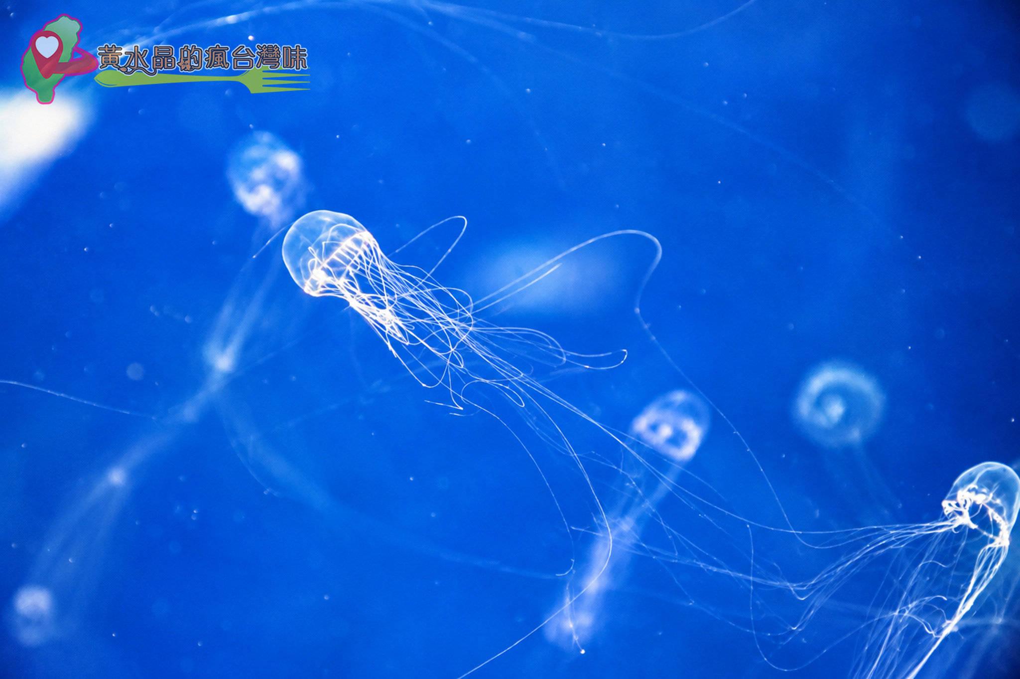 Xpark水族館|癒見水母|網美必拍 Xpark水族館|癒見水母|網美必拍
