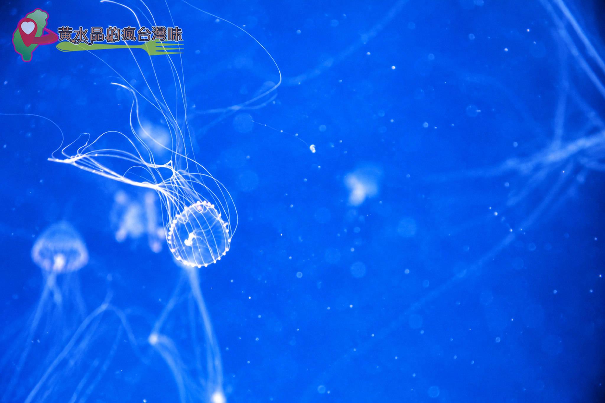 Xpark水族館|癒見水母|網美必拍 Xpark水族館|癒見水母|網美必拍