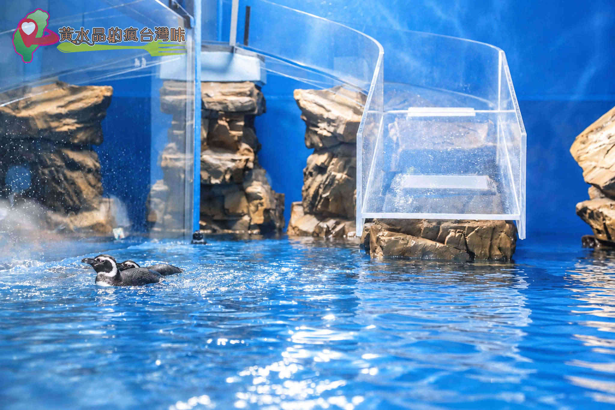 Xpark水族館|企鵝奇遇 Xpark水族館|企鵝奇遇