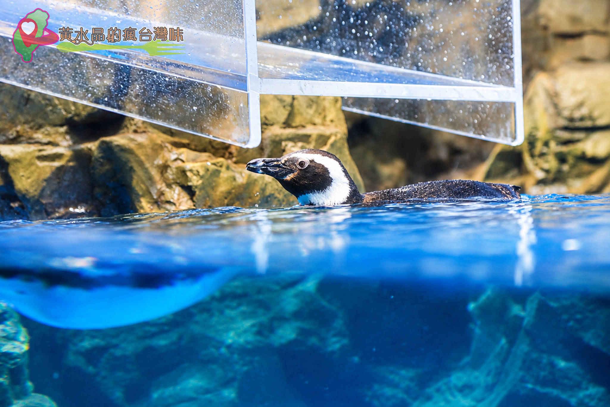 Xpark水族館|企鵝奇遇 Xpark水族館|企鵝奇遇